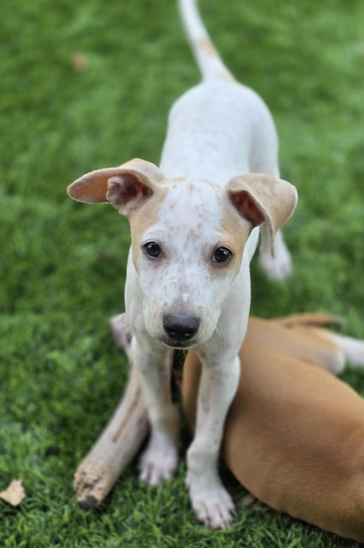 Enlarge Kix, a Adoptable mixed breed in Austin, TX image 2/4