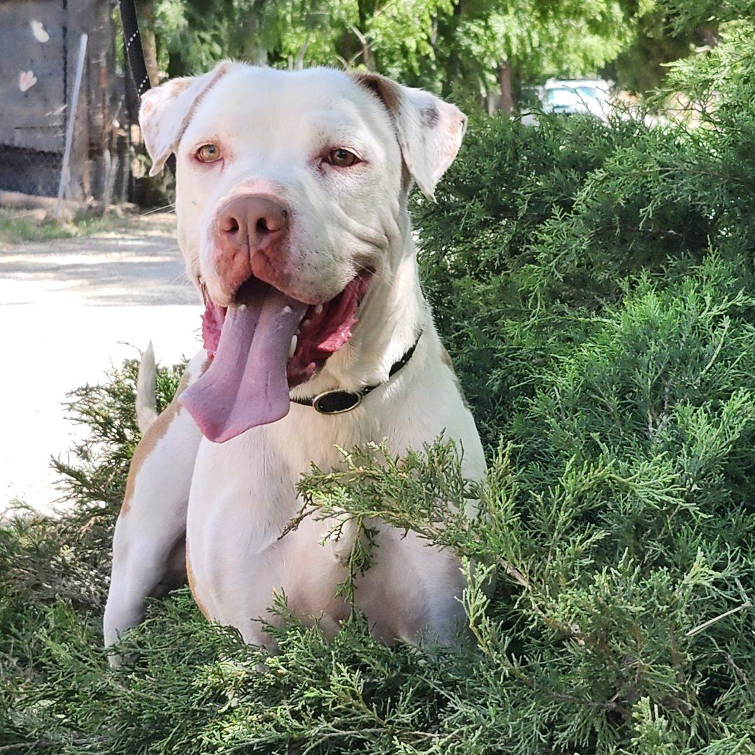 Enlarge Walter, a ADOPTABLE Pit Bull Terrier in Burbank, CA image 4/6