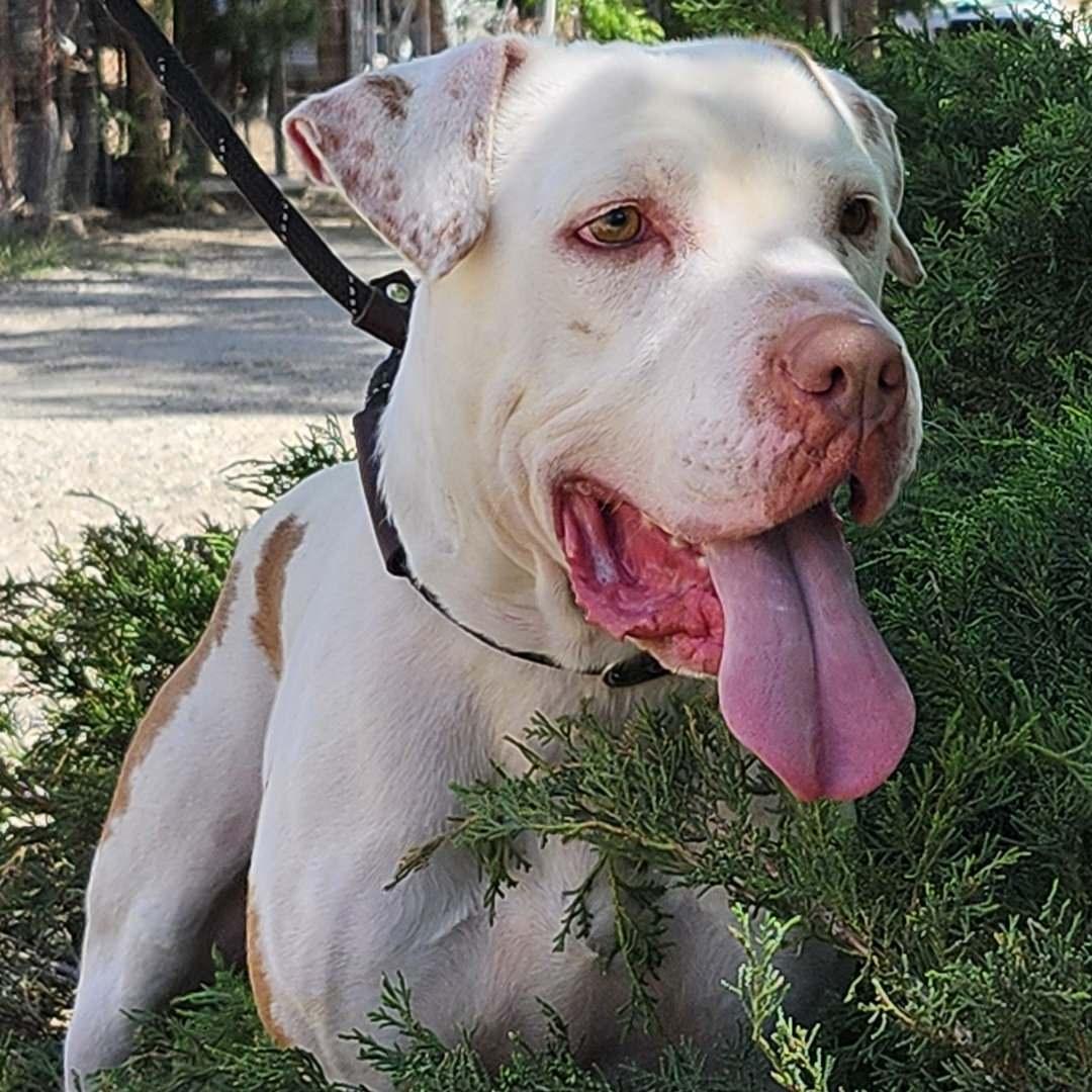 Enlarge Walter, a ADOPTABLE Pit Bull Terrier in Burbank, CA image 1/6