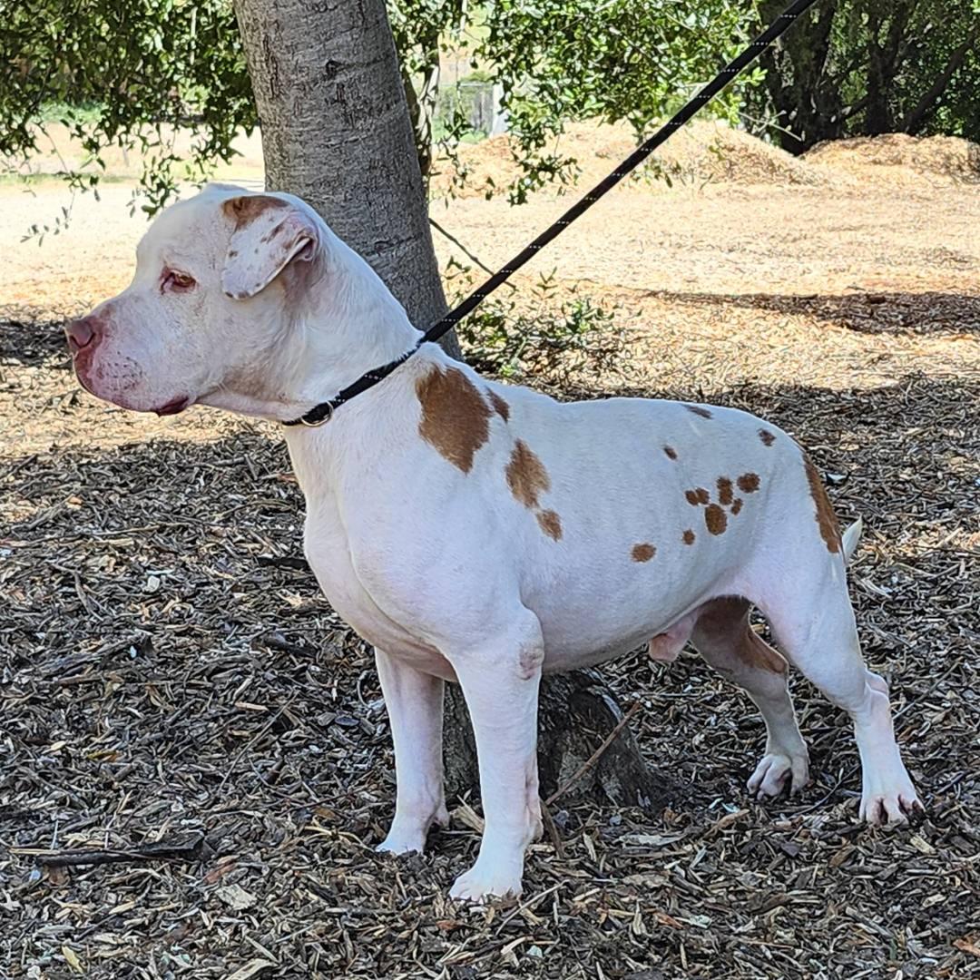 Enlarge Walter, a ADOPTABLE Pit Bull Terrier in Burbank, CA image 6/6