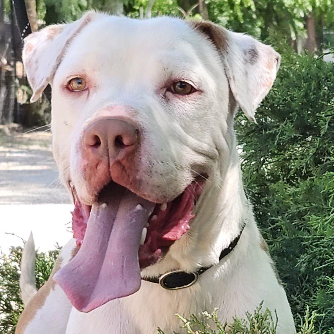 Enlarge Walter, a ADOPTABLE Pit Bull Terrier in Burbank, CA image 2/6