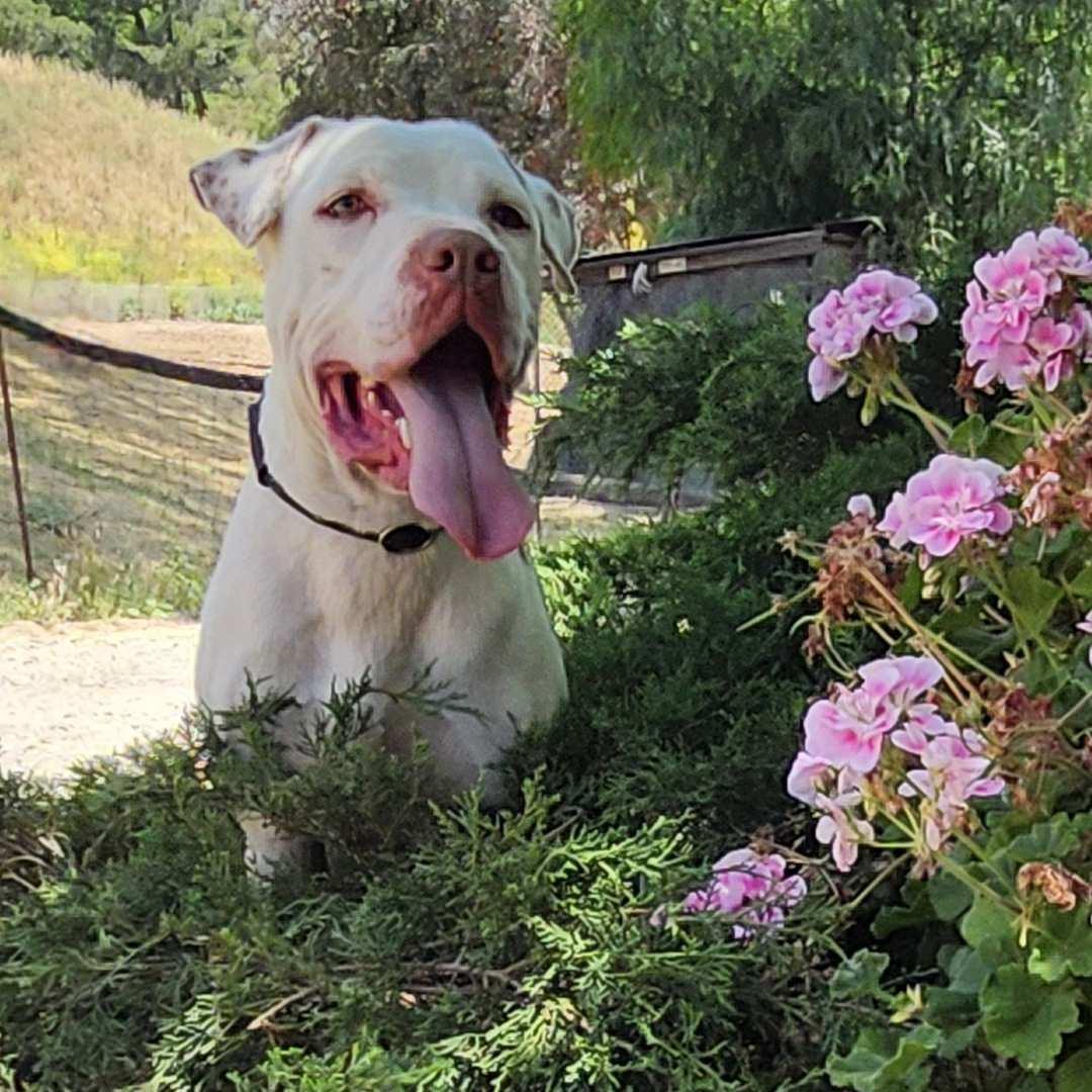 Enlarge Walter, a ADOPTABLE Pit Bull Terrier in Burbank, CA image 3/6