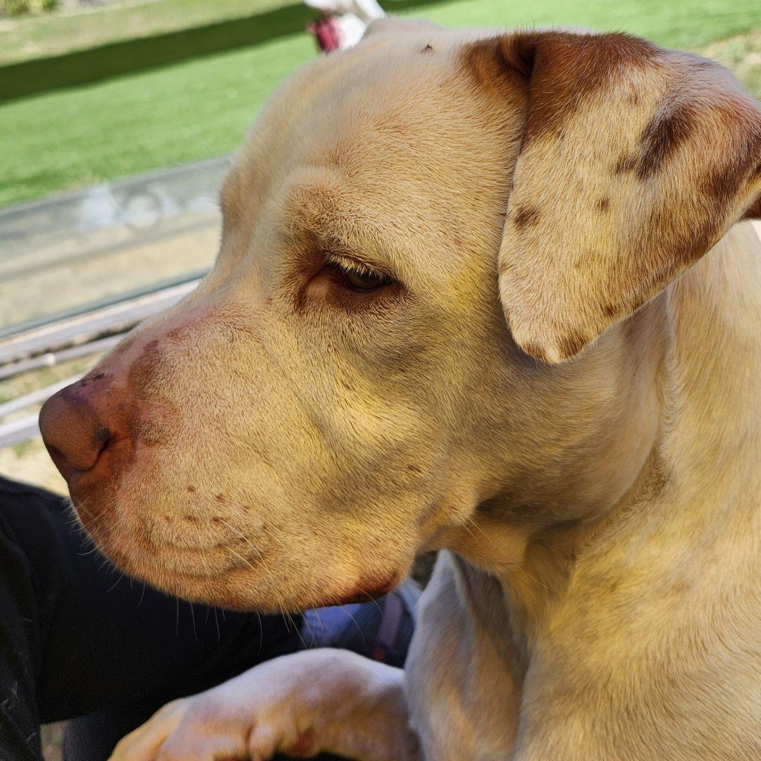 Enlarge Walter, a ADOPTABLE Pit Bull Terrier in Burbank, CA image 5/6
