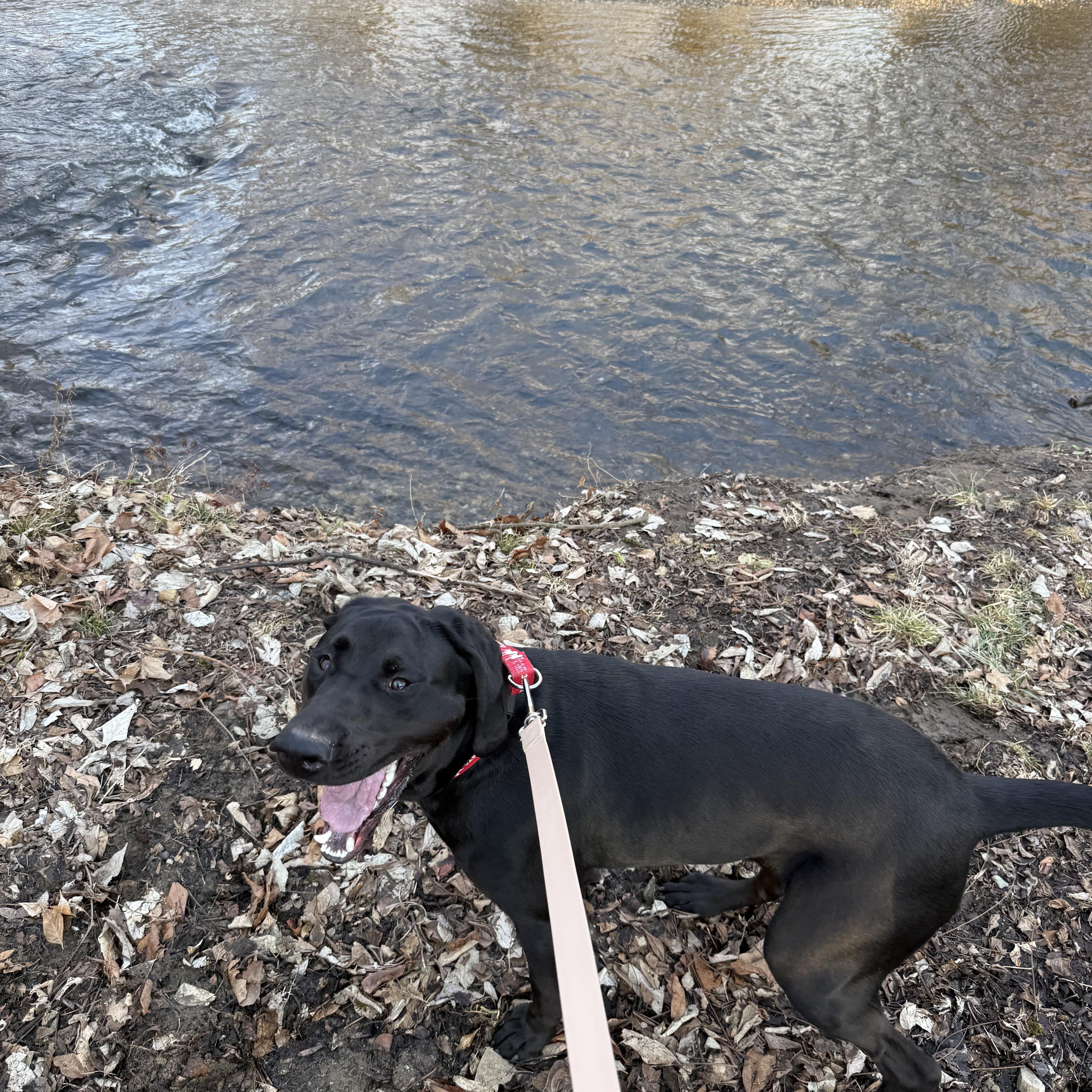 Enlarge Dewey, a Adoptable Labrador Retriever in Indianapolis, IN image 4/6
