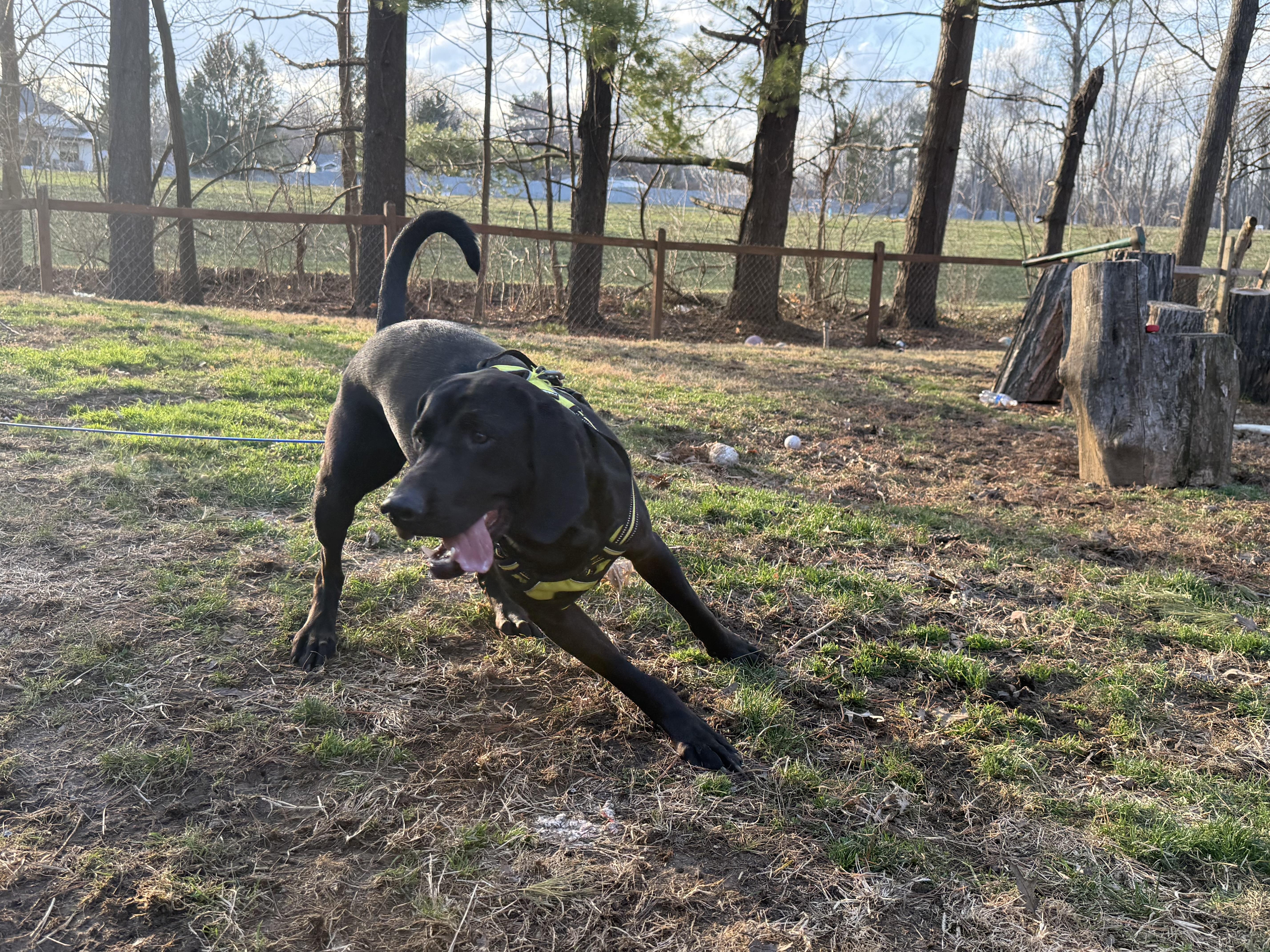 Enlarge Dewey, a Adoptable Labrador Retriever in Indianapolis, IN image 5/6