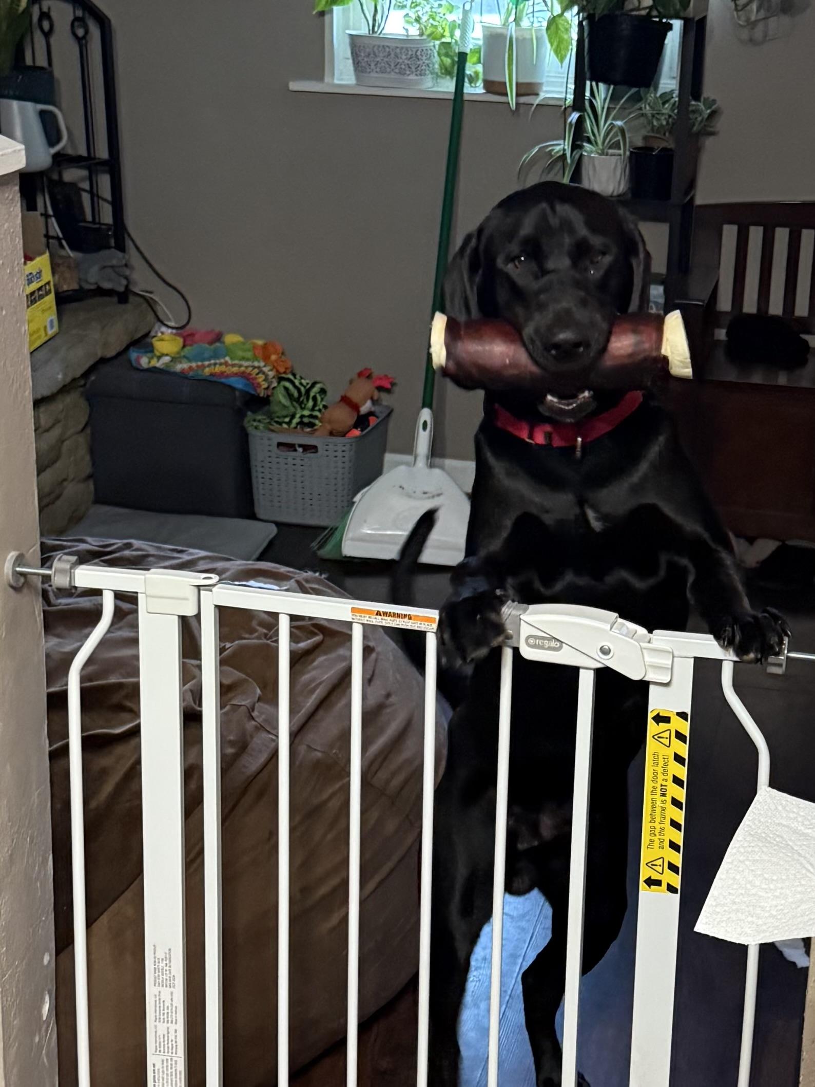 Enlarge Dewey, a Adoptable Labrador Retriever in Indianapolis, IN image 3/6