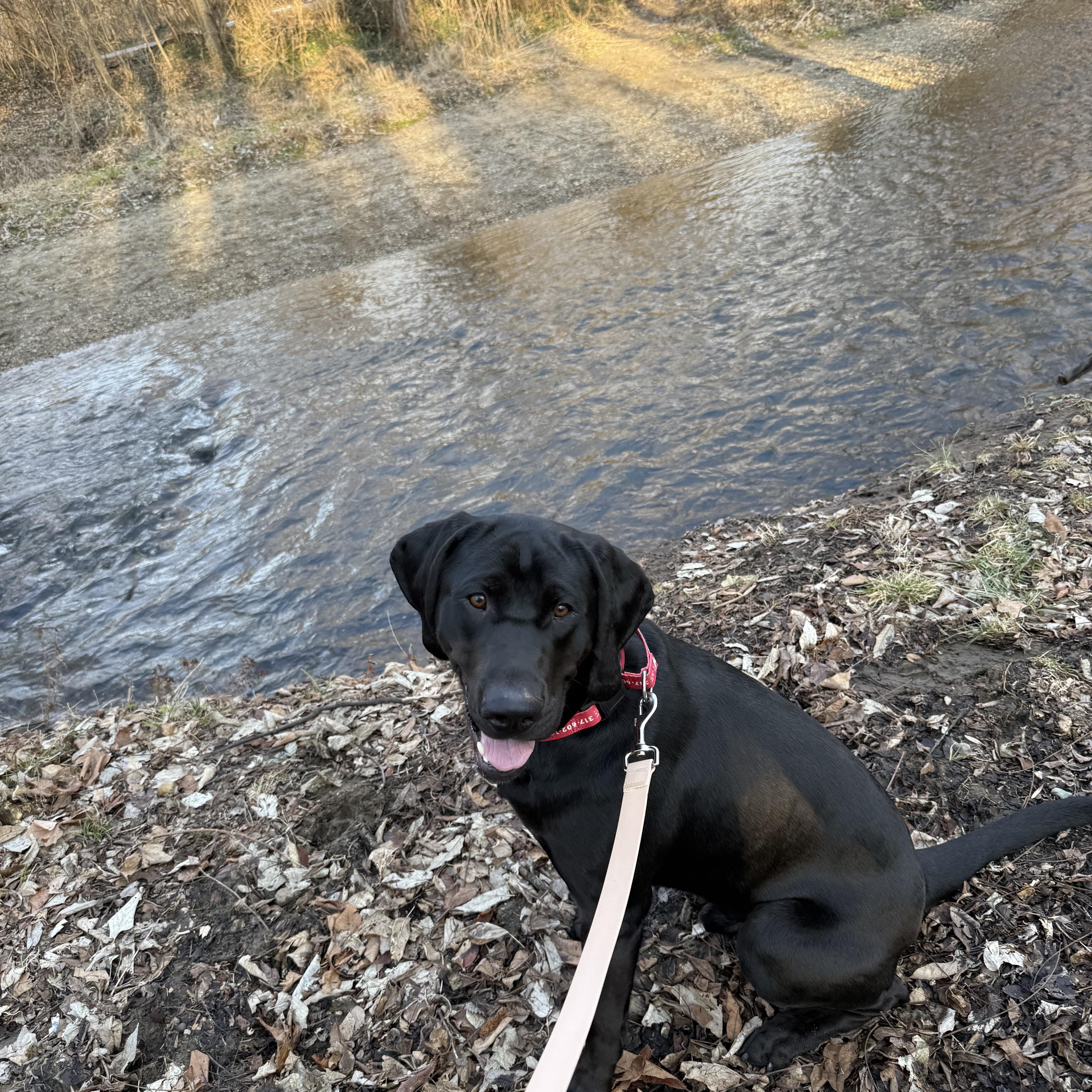 Enlarge Dewey, a Adoptable Labrador Retriever in Indianapolis, IN image 2/6