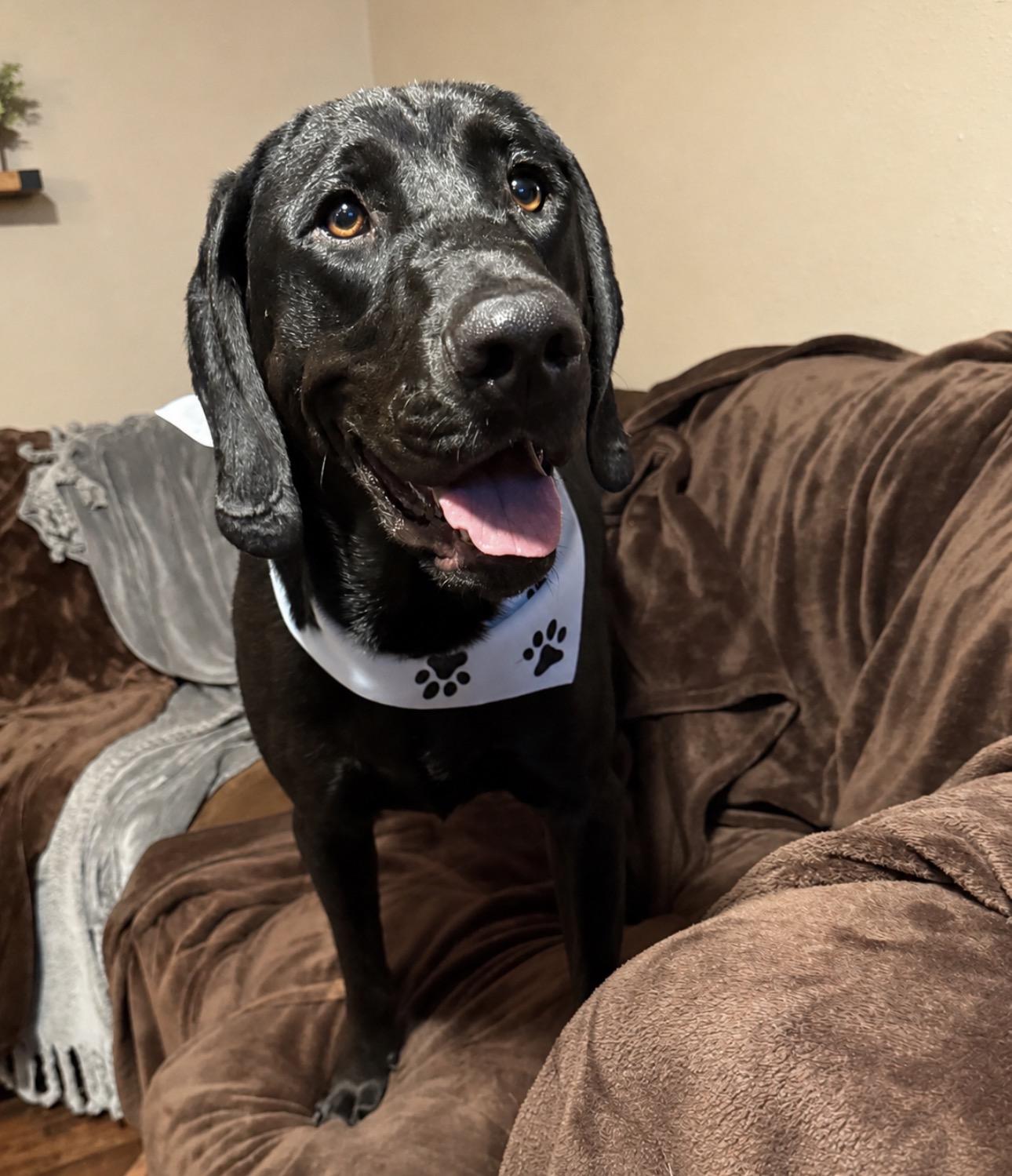 Dewey, a Adoptable Labrador Retriever in Indianapolis, IN image 1/6