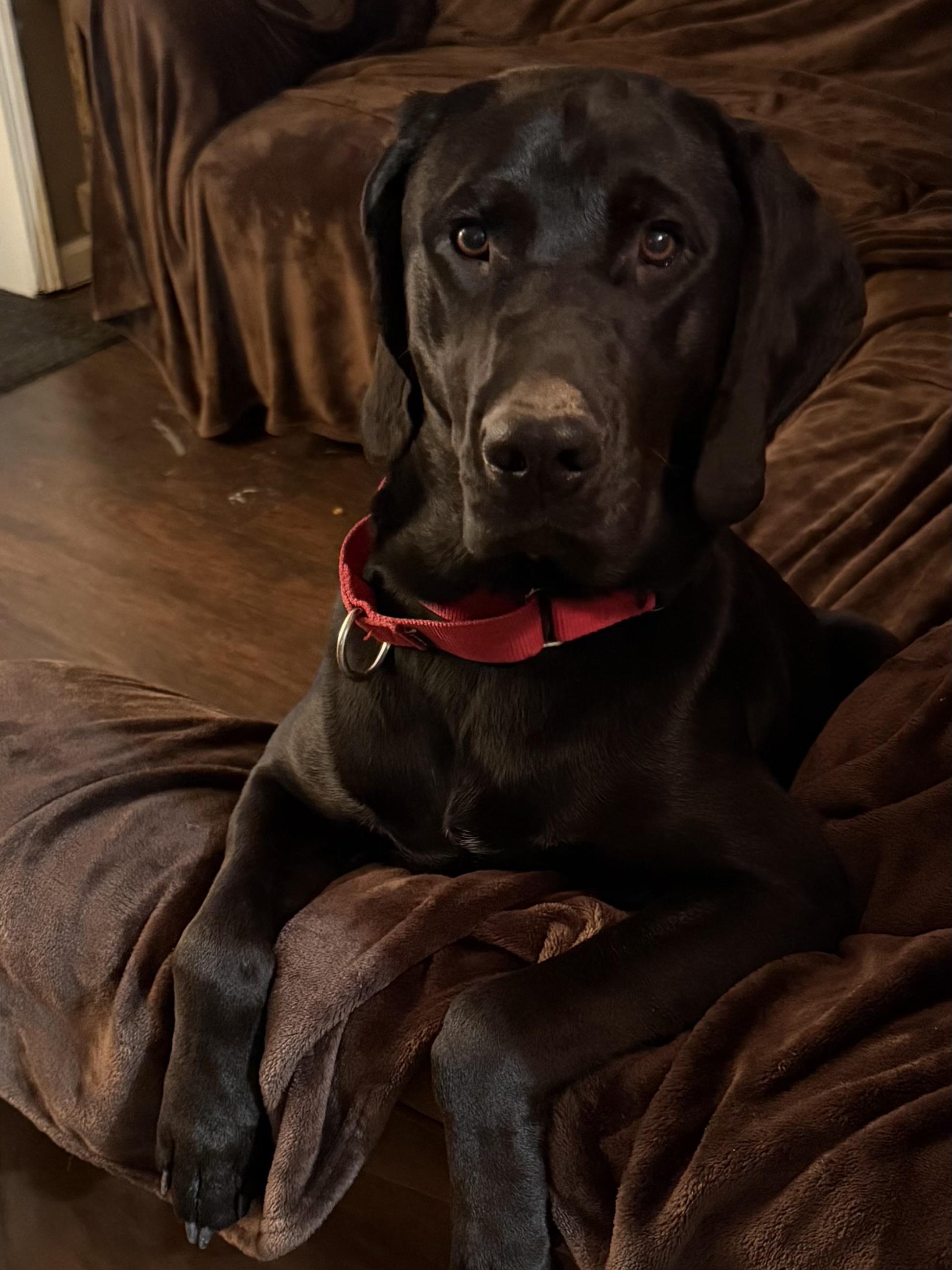 Enlarge Dewey, a Adoptable Labrador Retriever in Indianapolis, IN image 1/6