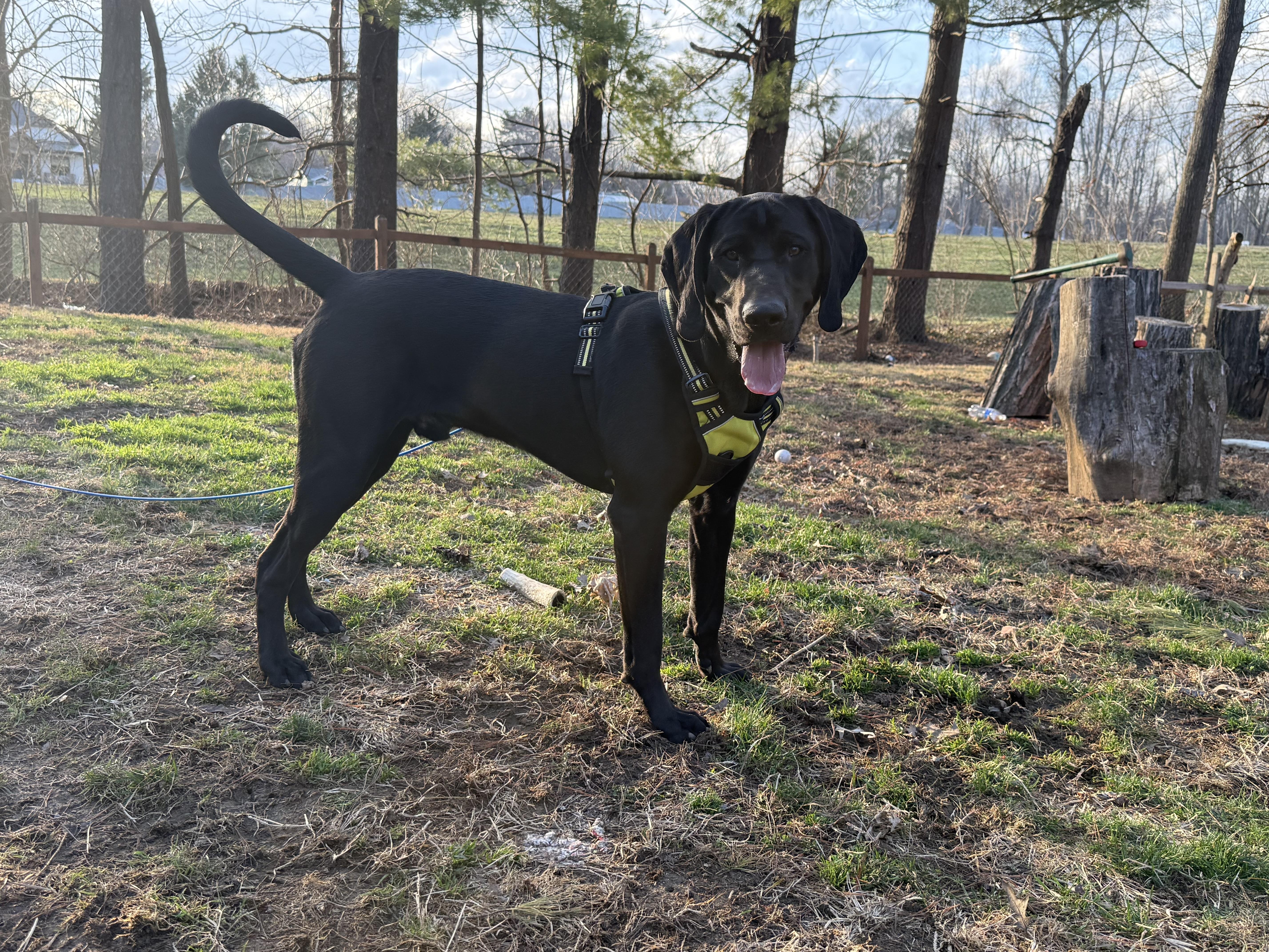 Enlarge Dewey, a Adoptable Labrador Retriever in Indianapolis, IN image 6/6