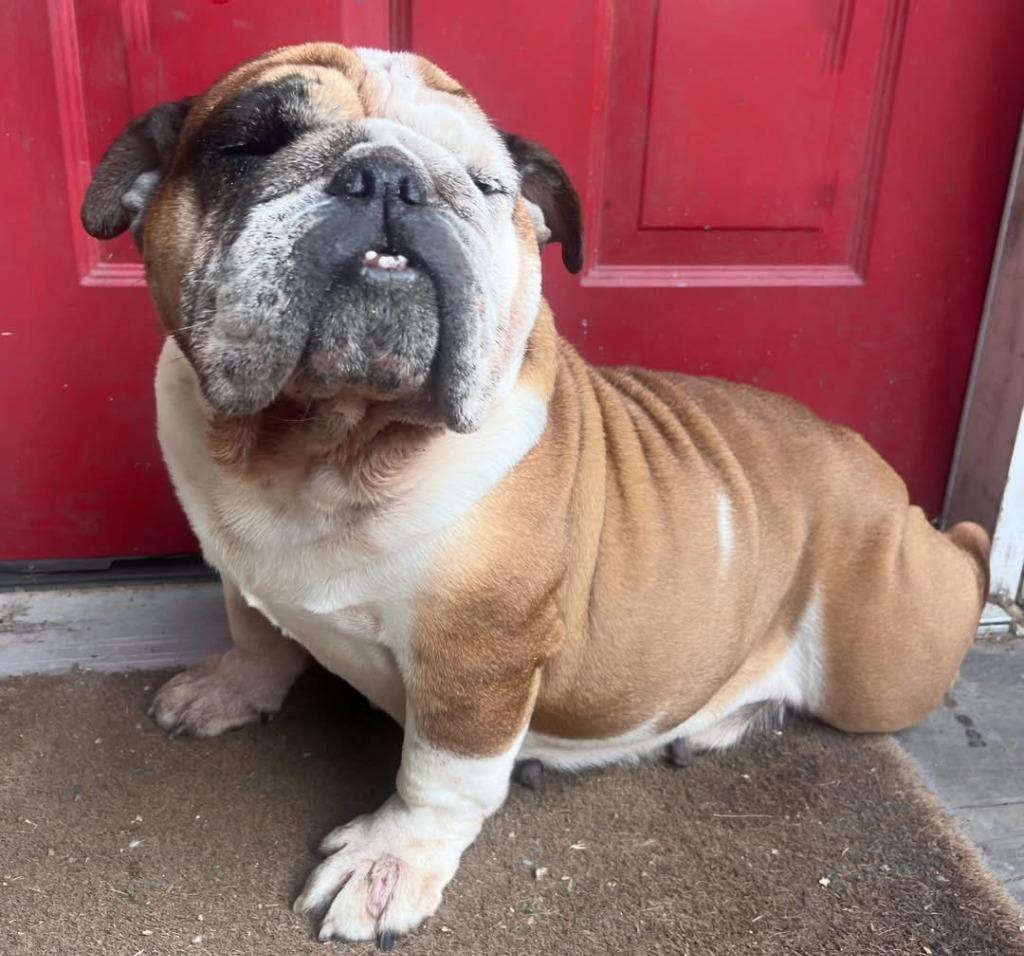Babs, Adoptable, Adult Female English Bulldog.