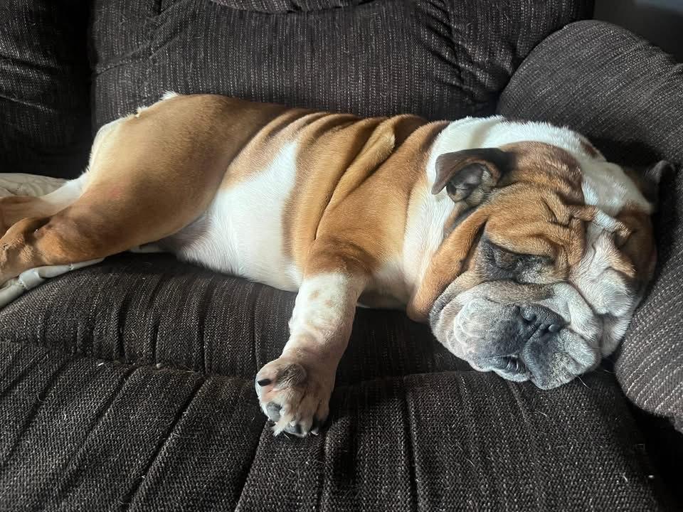Babs, Adoptable, Adult Female English Bulldog.