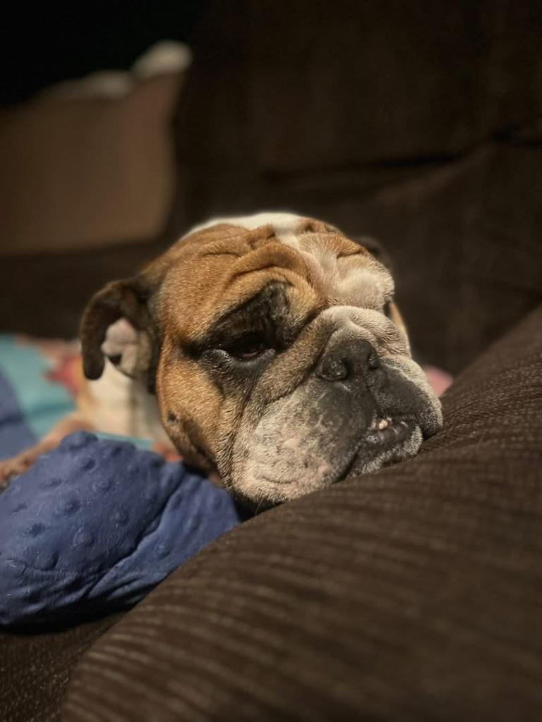Babs, a Adoptable English Bulldog in Toronto, ON image 2/3