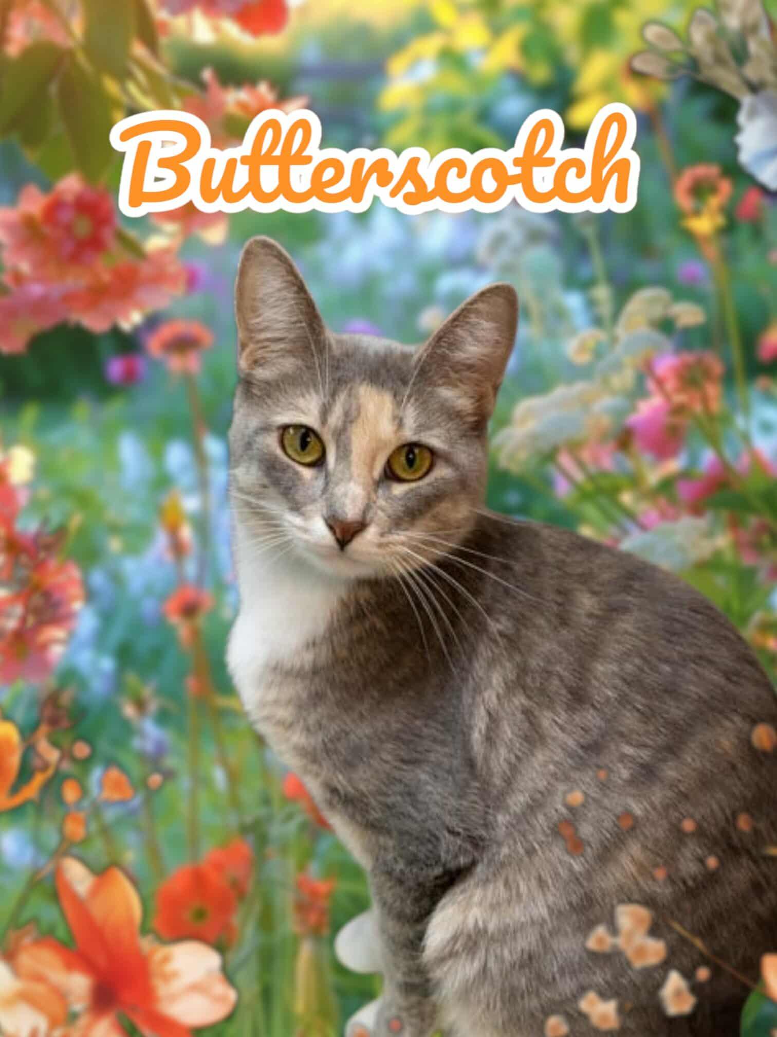 Butterscotch