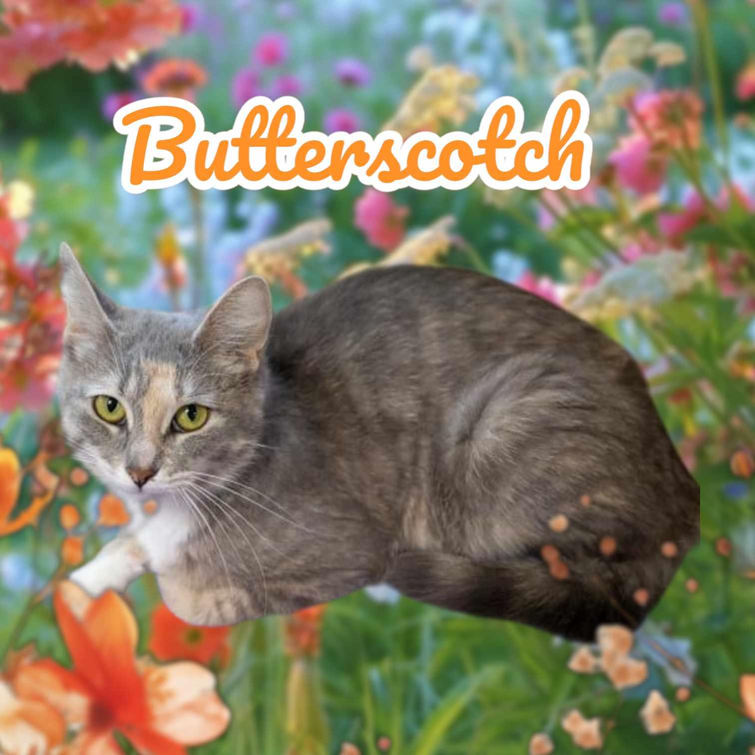 Butterscotch