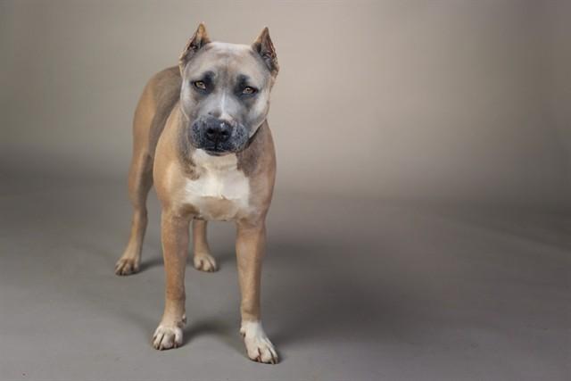 KANGA, Adoptable, Adult Female Presa Canario & Mixed Breed.
