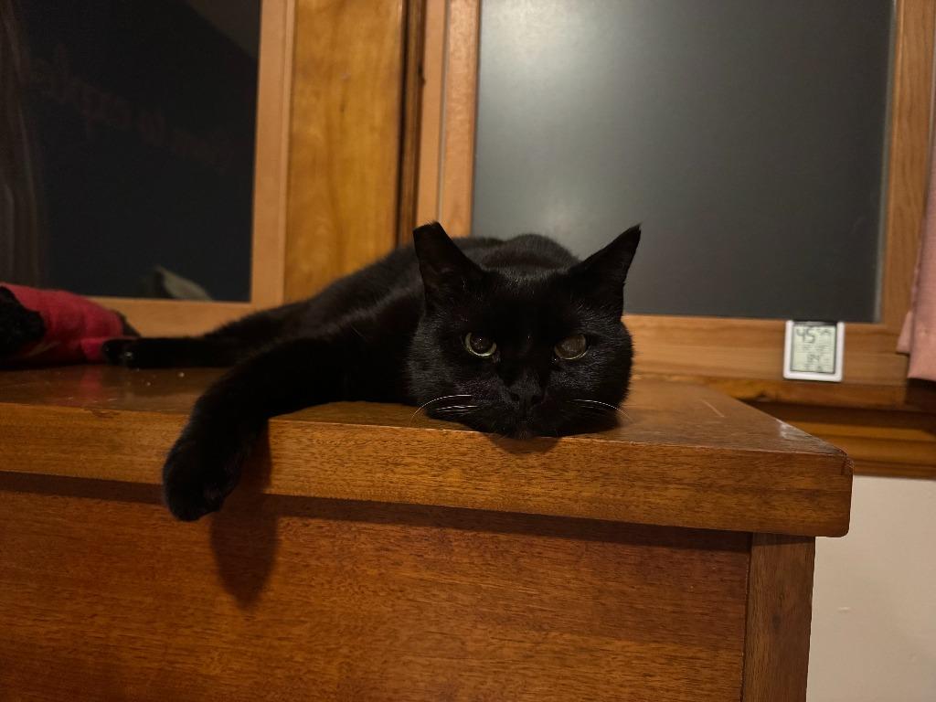 Milo, Adoptable, Senior Male Domestic Short Hair.