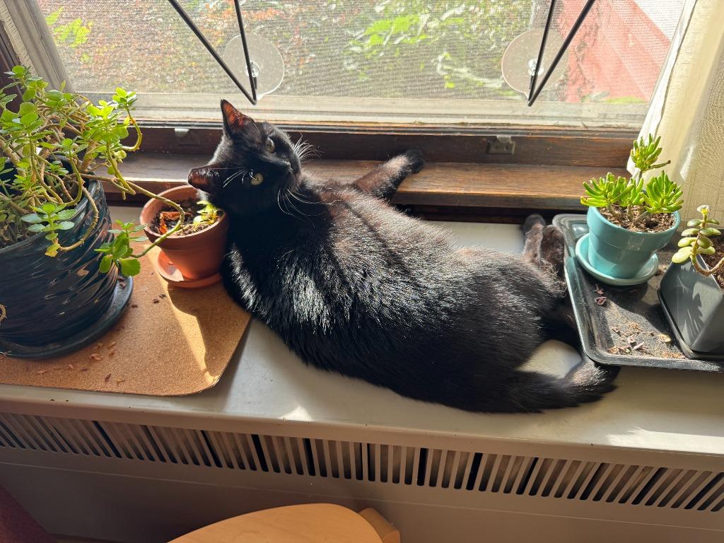 Milo, Adoptable, Senior Male Domestic Short Hair.