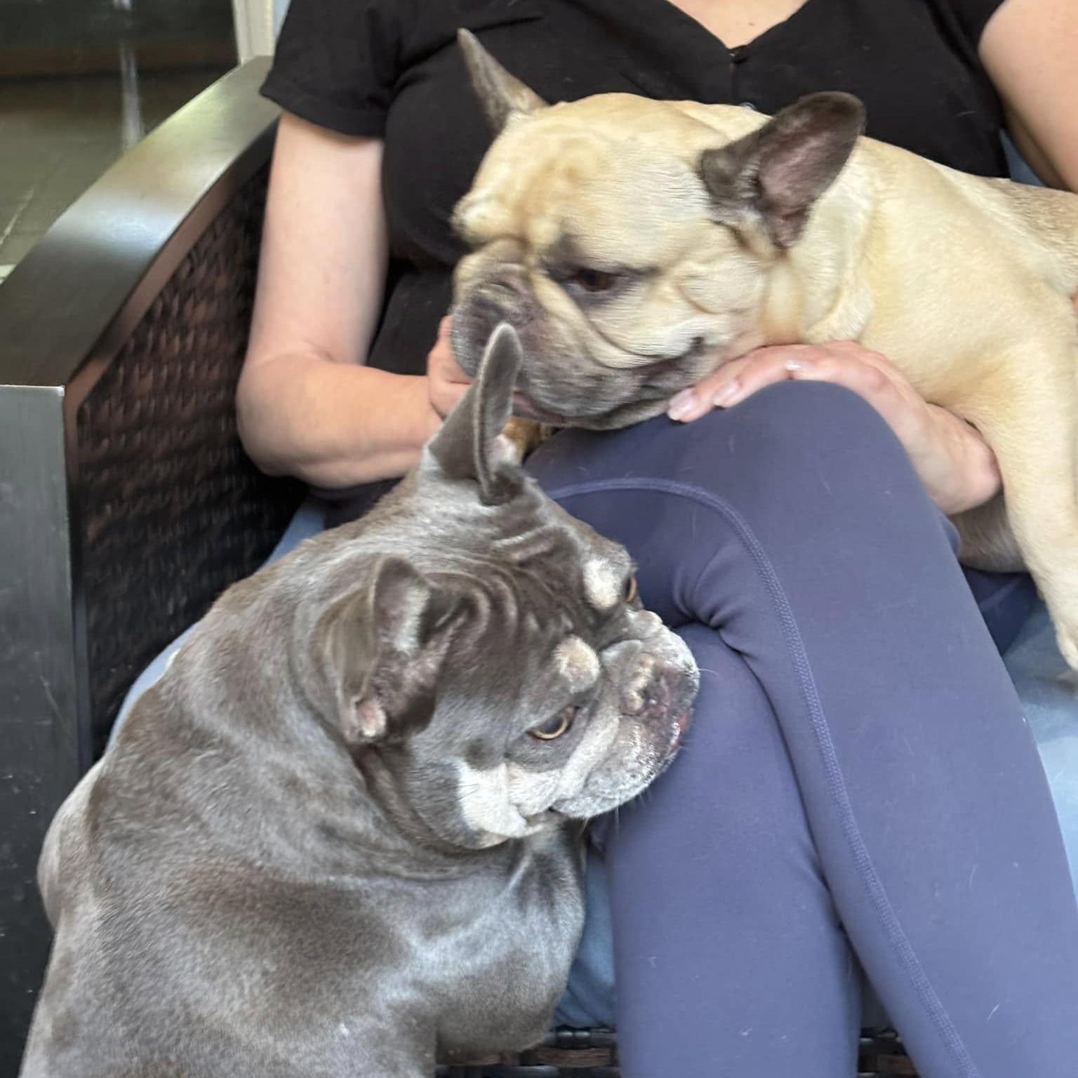 Enlarge Millie and Margo, a Adoptable French Bulldog in Portland, OR image 5/6