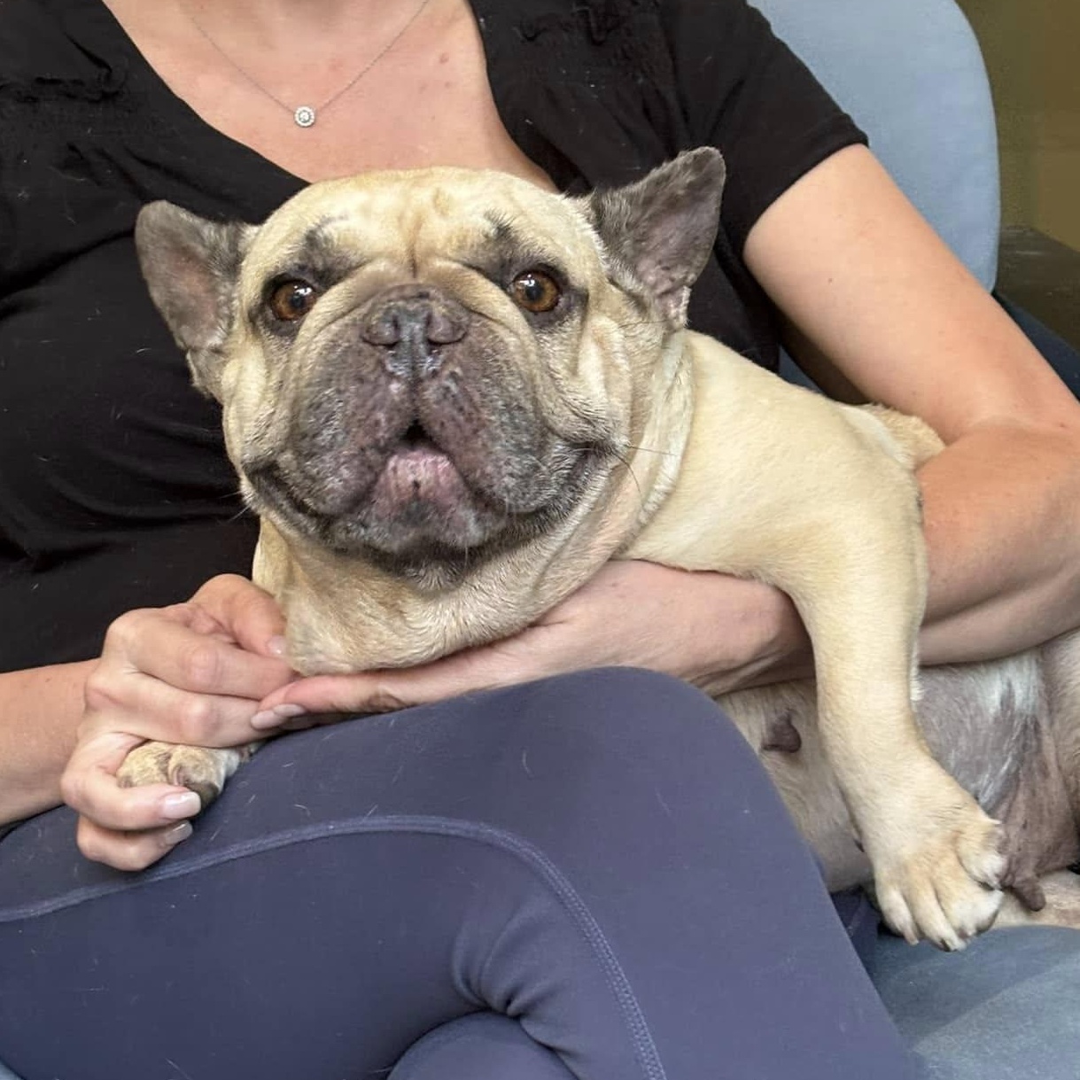 Enlarge Millie and Margo, a Adoptable French Bulldog in Portland, OR image 6/6