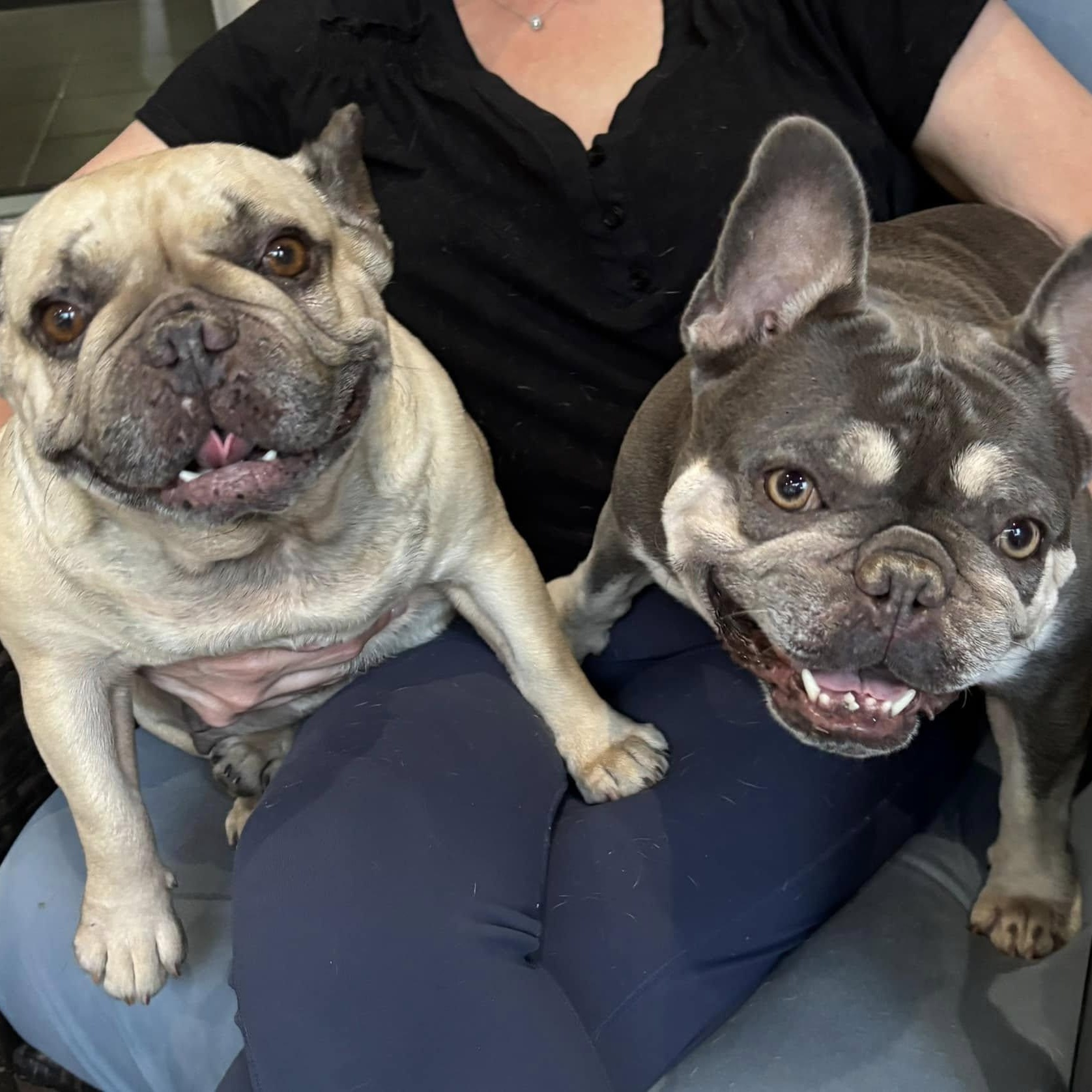 Enlarge Millie and Margo, a Adoptable French Bulldog in Portland, OR image 2/6