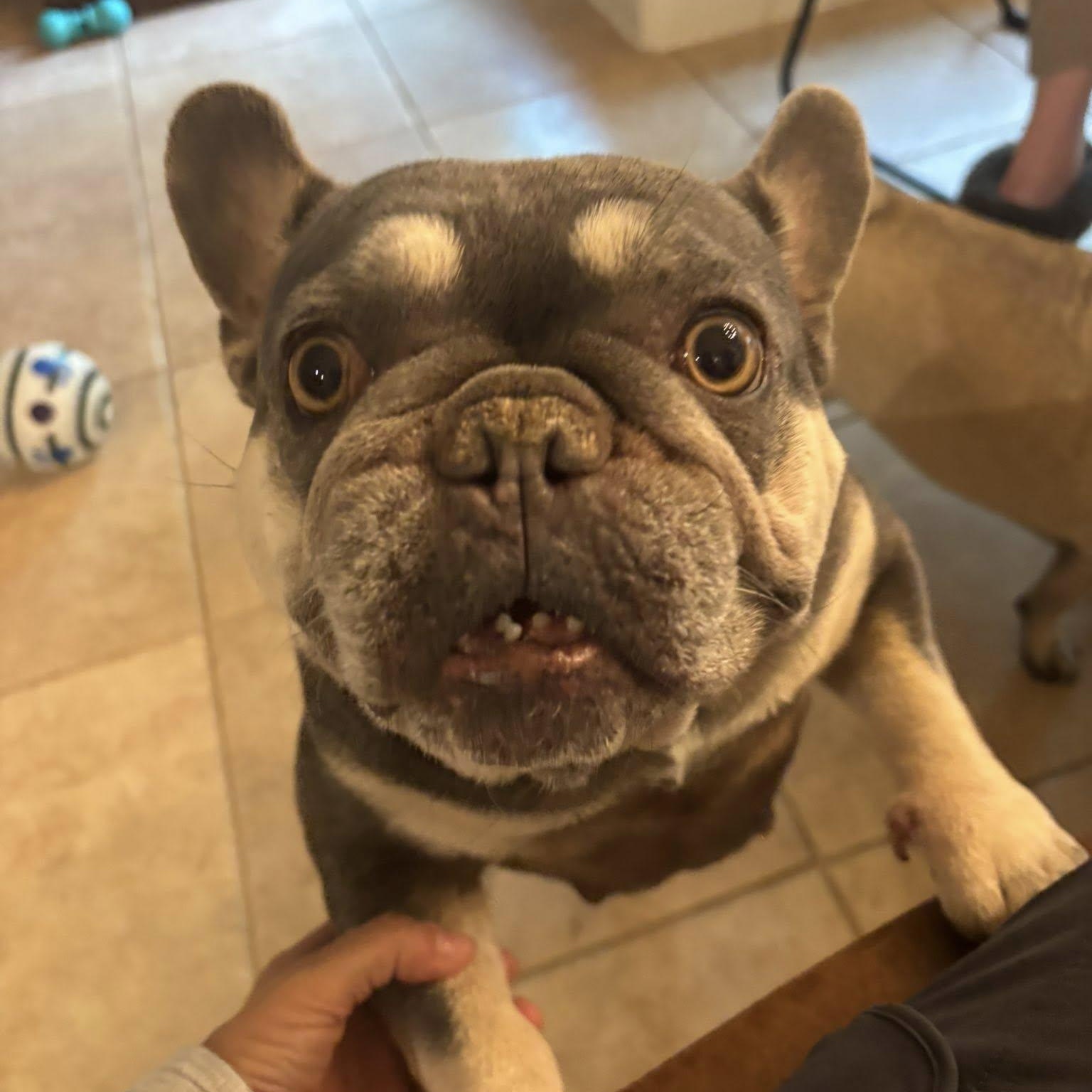 Enlarge Millie , an adoptable French Bulldog in Portland, OR image 6/6