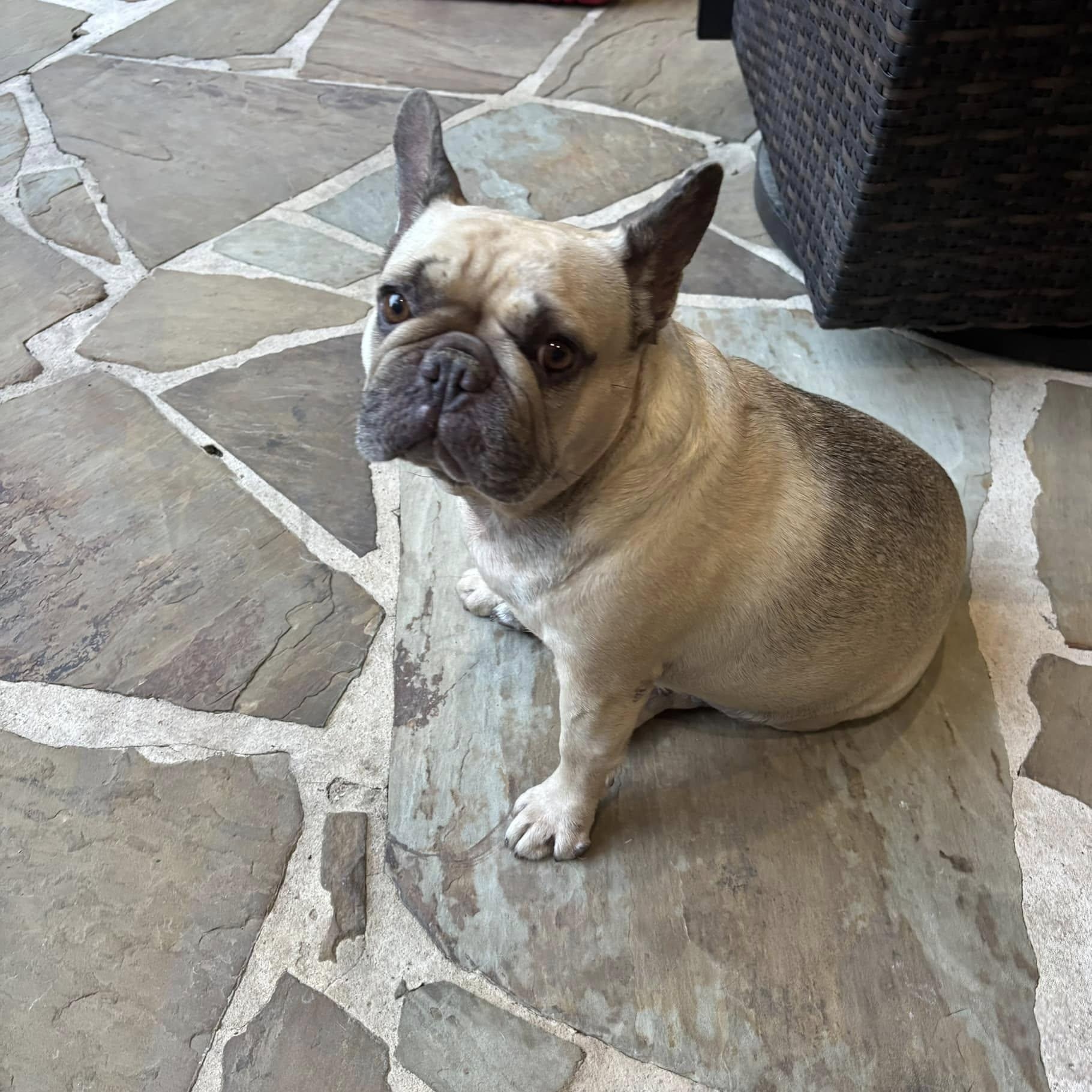 Enlarge Millie and Margo, a Adoptable French Bulldog in Portland, OR image 3/6