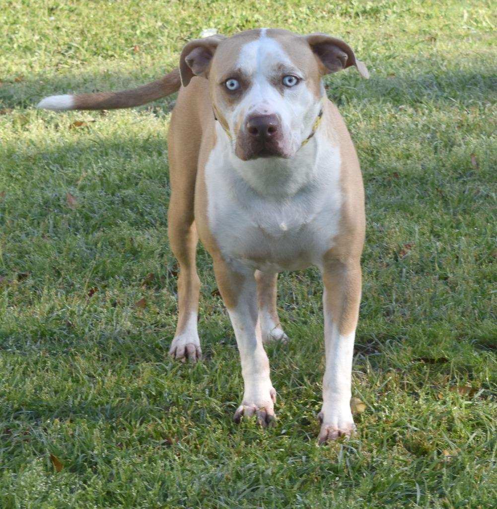 Tripp, Adoptable, Young Male Mixed Breed.