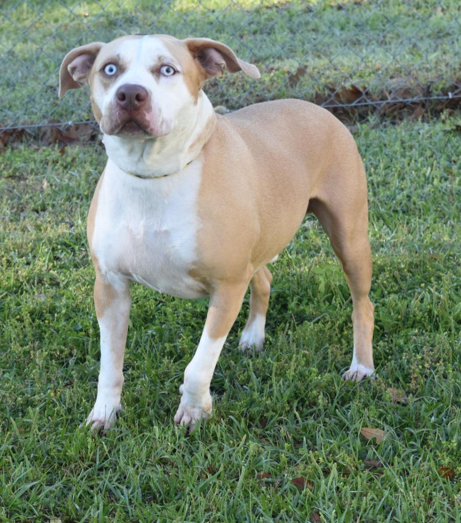 Enlarge Tripp, a Adoptable mixed breed in Kingsland, GA image 2/2