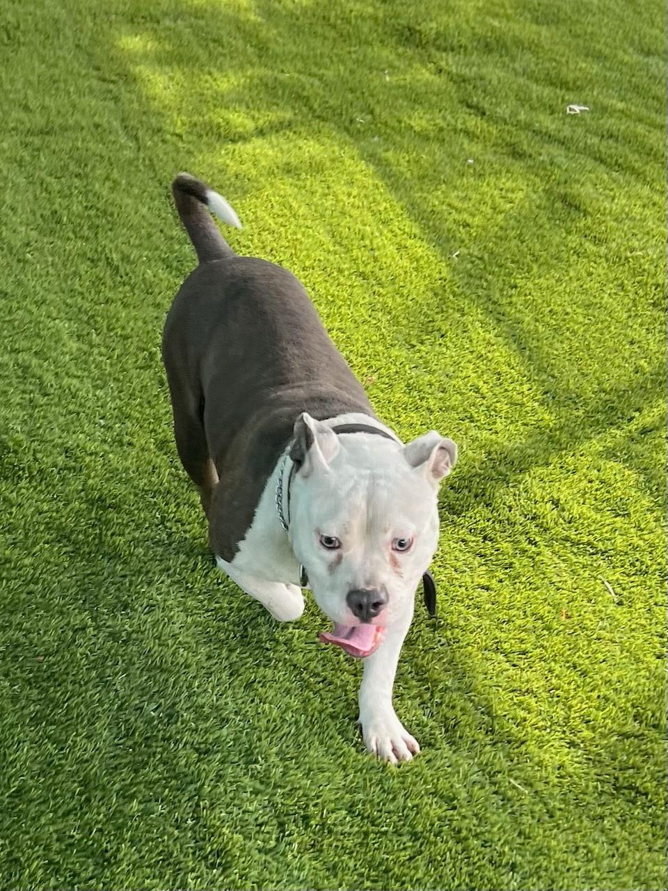 Price, ADOPTABLE, Adult Male Pit Bull Terrier.