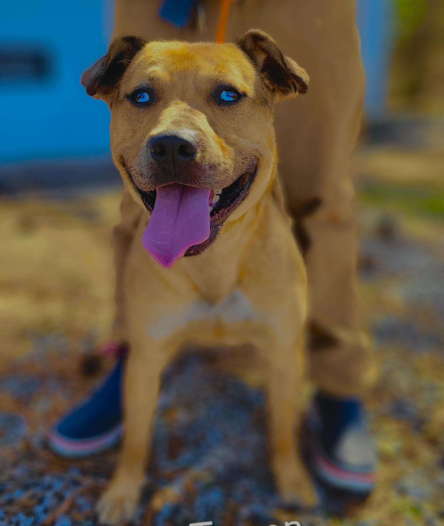 Big baby Tyson!!, Adopted, Young Male American Staffordshire Terrier & Australian Cattle Dog / Blue Heeler.