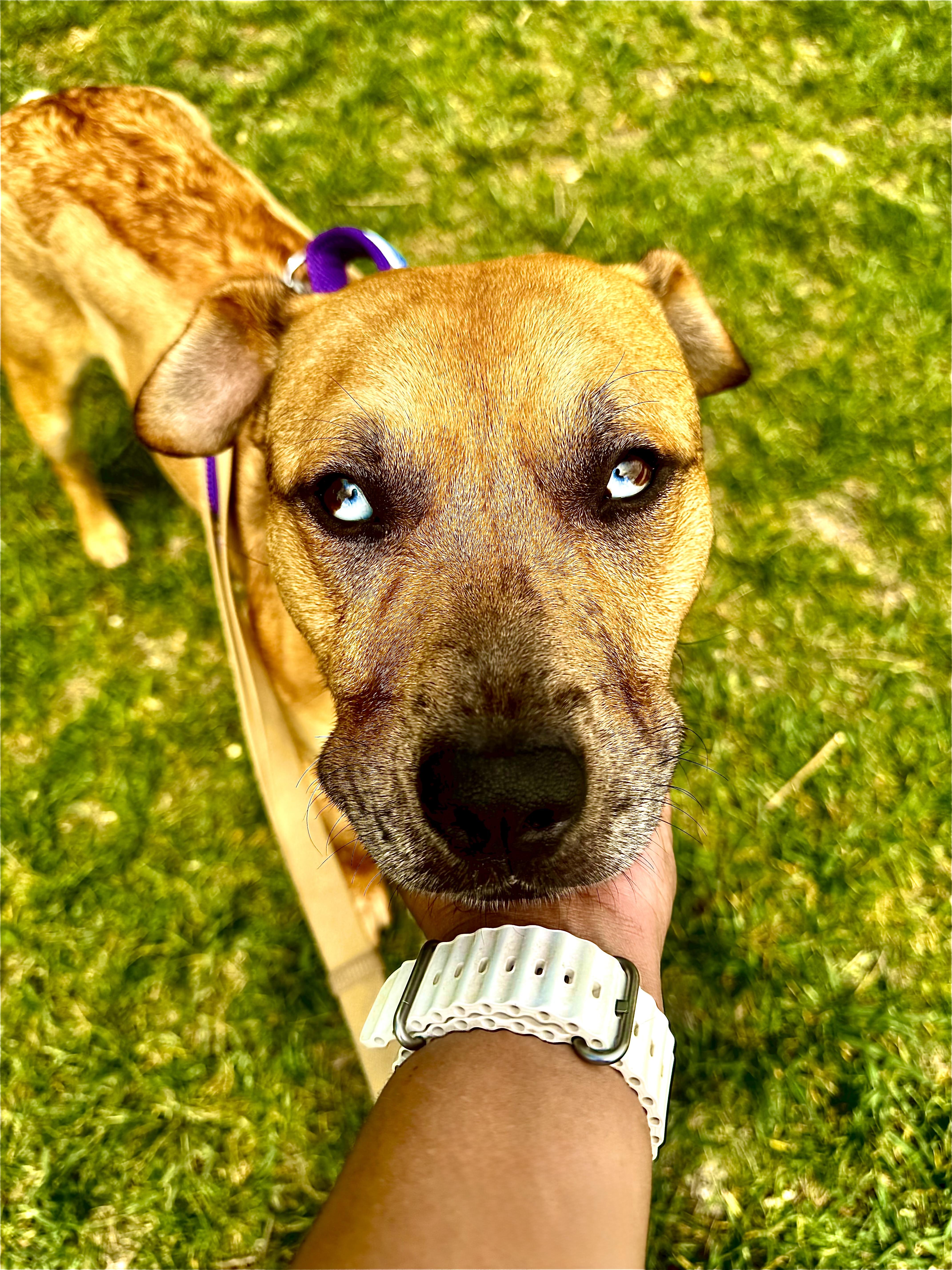 Enlarge Big baby Tyson!!, a Adopted mixed breed in Newton, NJ image 2/4