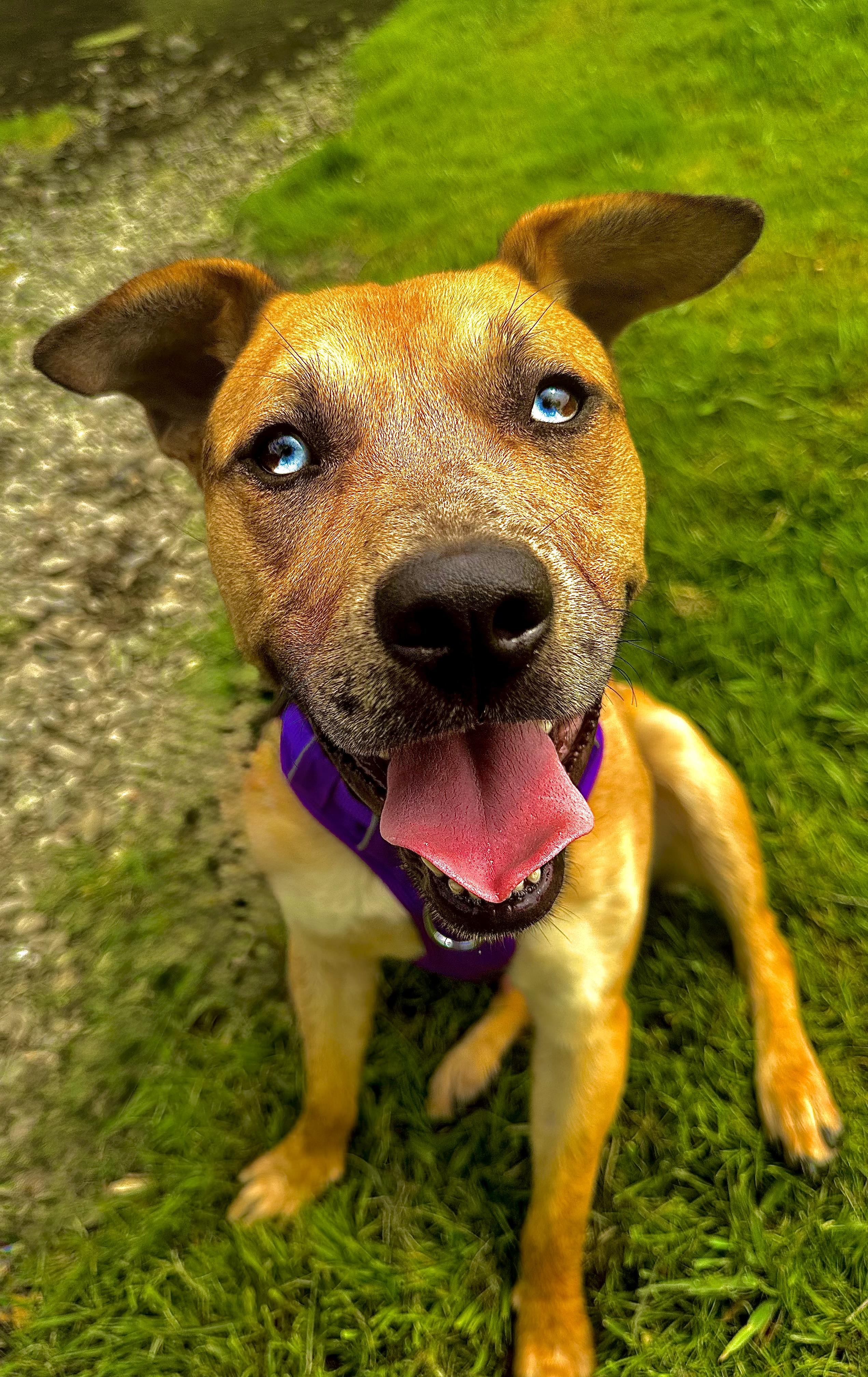Enlarge Big baby Tyson!!, a Adopted mixed breed in Newton, NJ image 3/4