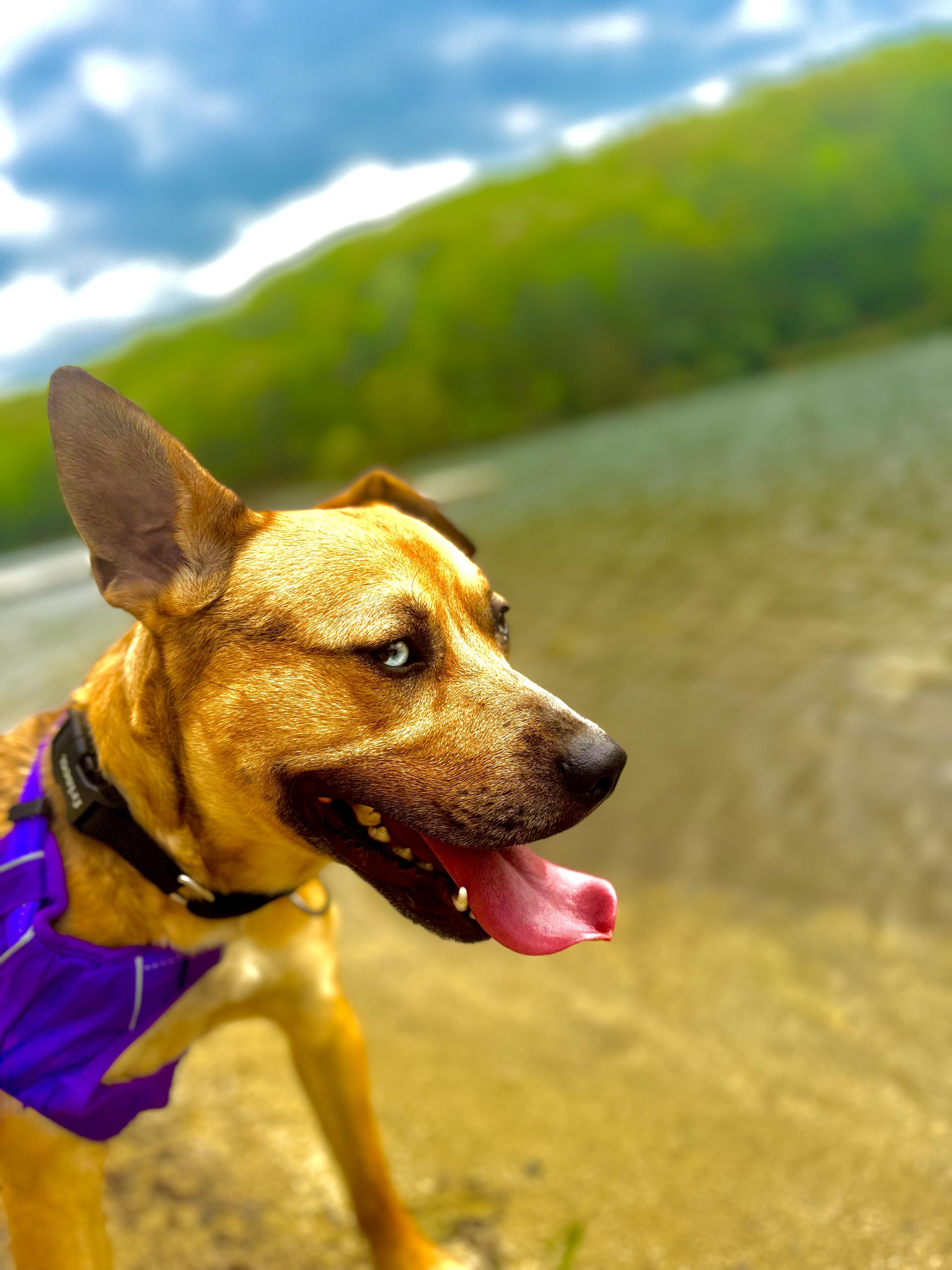 Enlarge Big baby Tyson!!, a Adopted mixed breed in Newton, NJ image 4/4