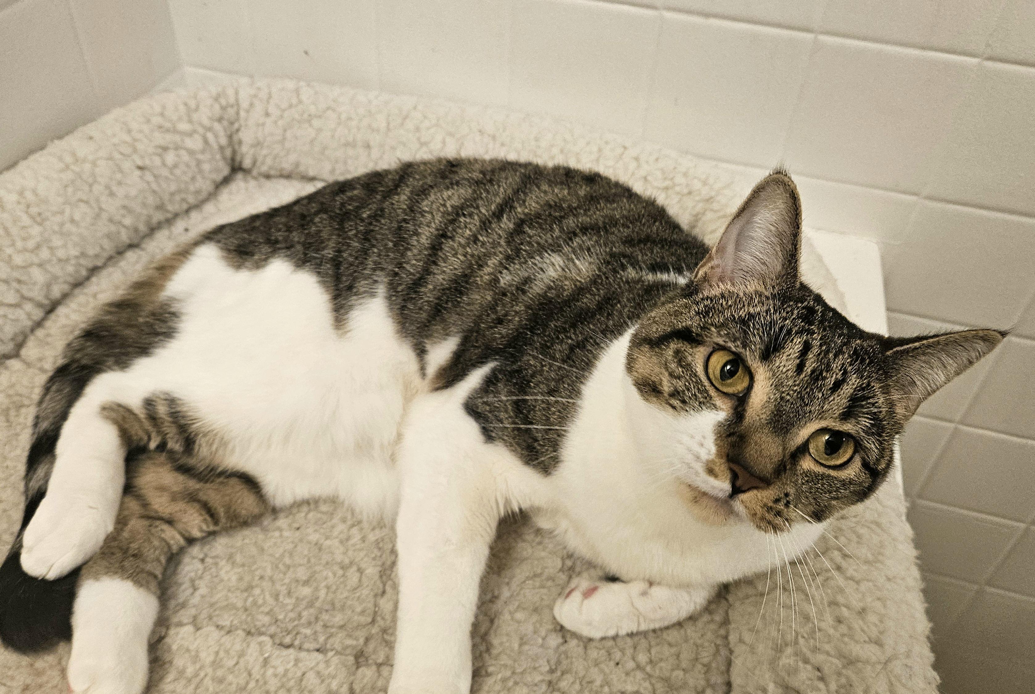 Enlarge Belinda, an adoptable Domestic Short Hair in Syracuse, NY image 2/3