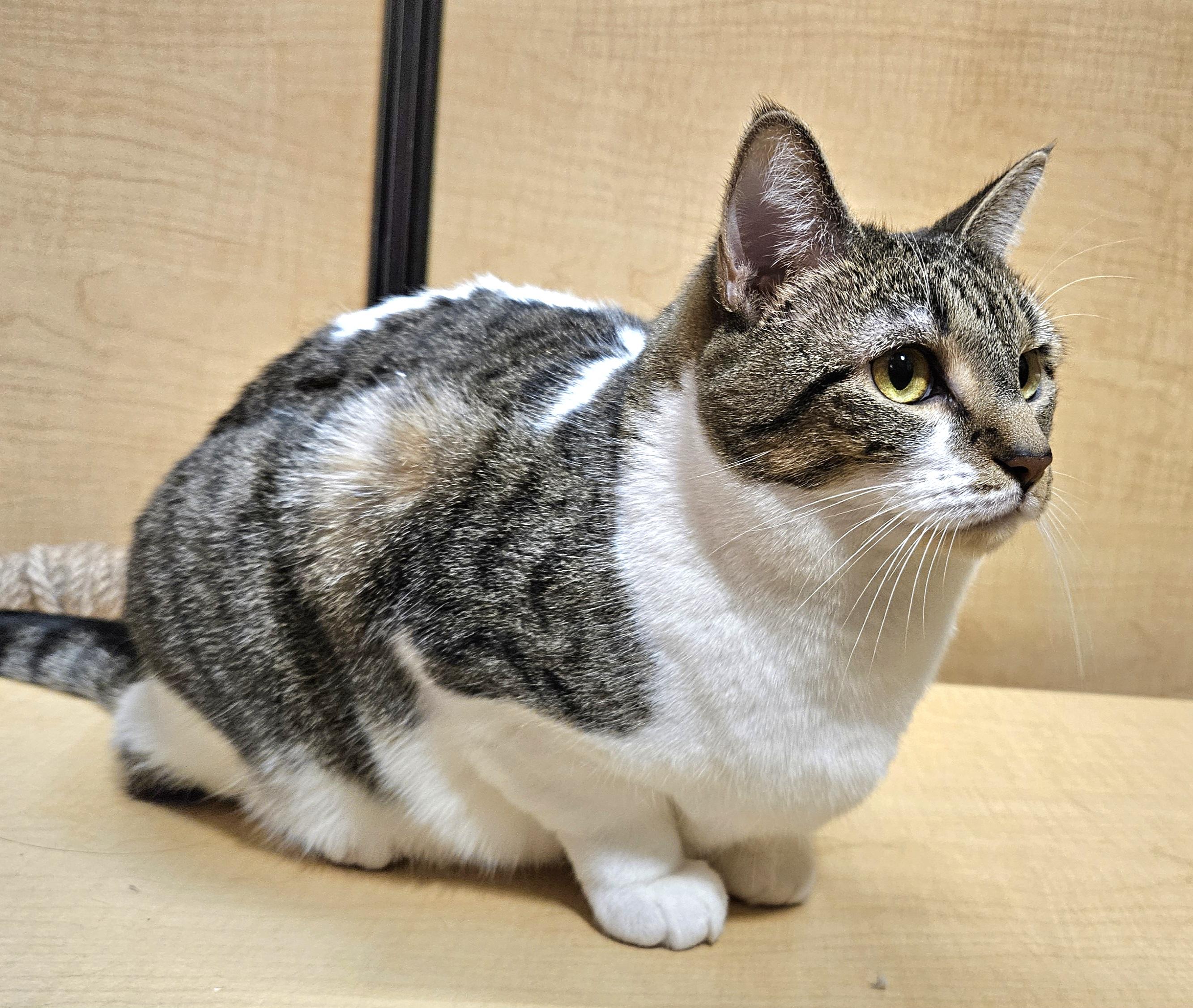 Enlarge Belinda, an adoptable Domestic Short Hair in Syracuse, NY image 3/3