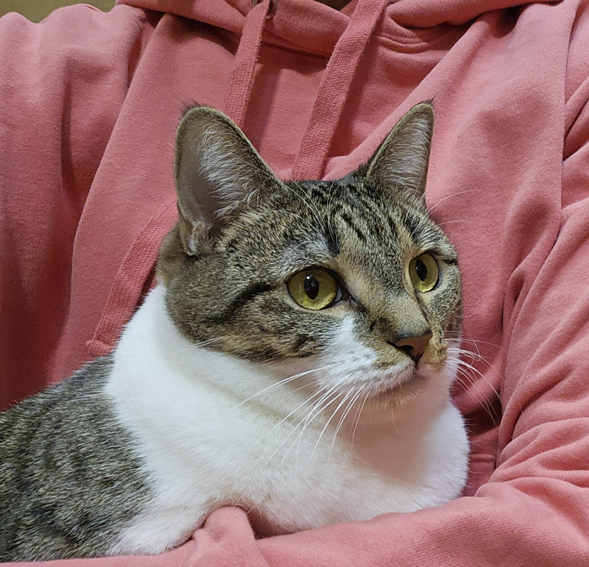 Belinda, adoptable, Adult Female Domestic Short Hair.