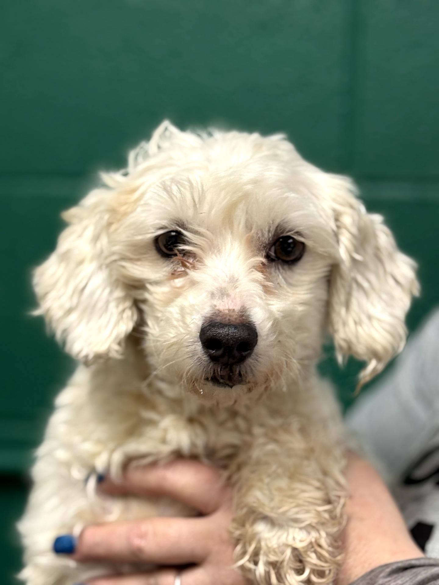 Alex, ADOPTABLE, Adult Female Maltese & Poodle.