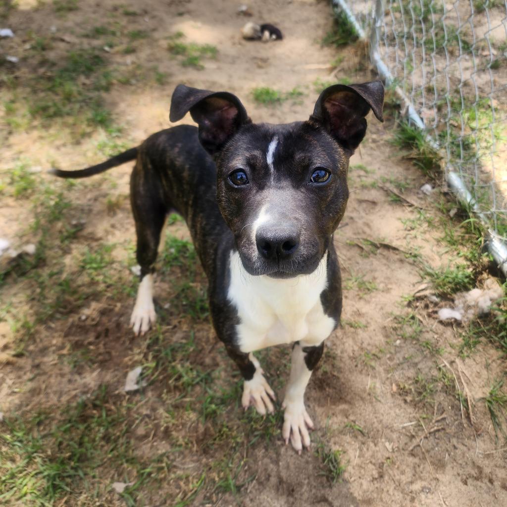 Poppy, Adoptable, Adult Female Mixed Breed.