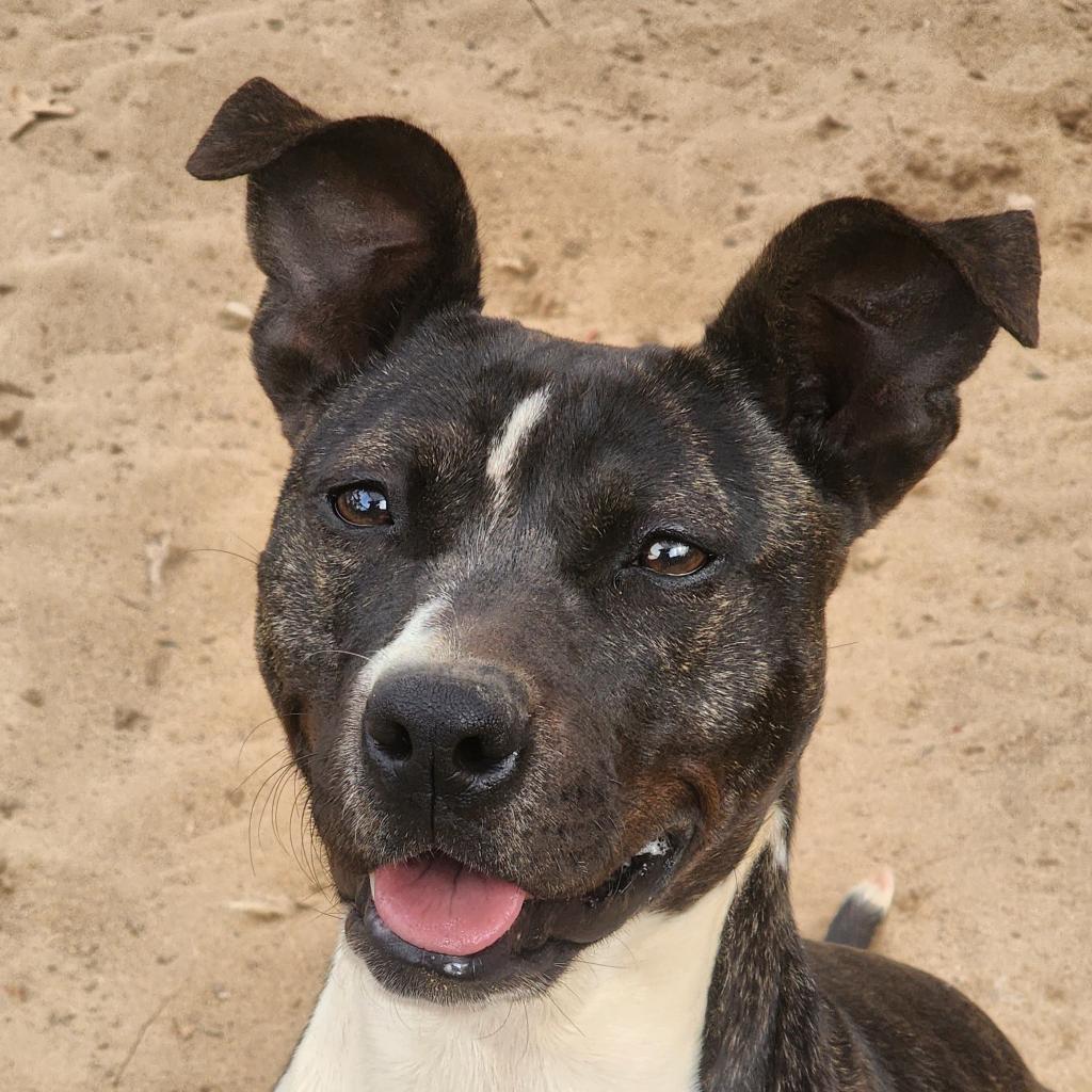 Enlarge Poppy, a Adoptable Mixed Breed in Lexington, SC image 2/2