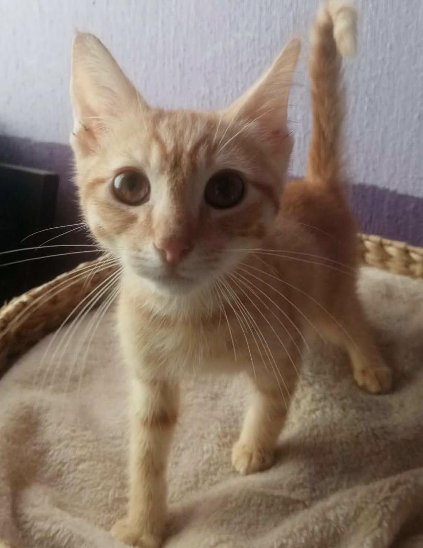 Dexter, adopted, Kitten Male Tabby.