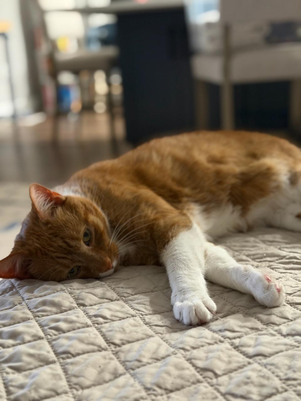 DYLAN, Adoptable, Senior Male Domestic Short Hair.