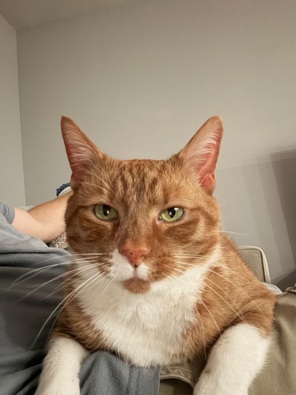 DYLAN, a Adoptable Domestic Short Hair in Oakhurst, NJ image 2/2