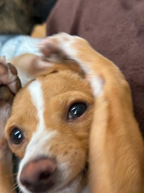 Ms. Mouskewitz, Adopted, Young Female Chihuahua & Dachshund.