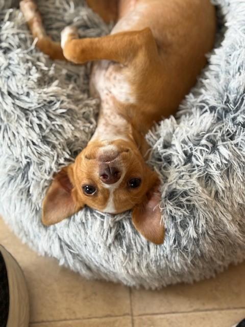 Enlarge Ms. Mouskewitz, a Adopted mixed breed in Gardnerville, NV image 2/3