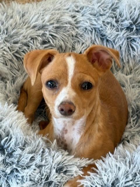 Ms. Mouskewitz, Adopted, Young Female Chihuahua & Dachshund.