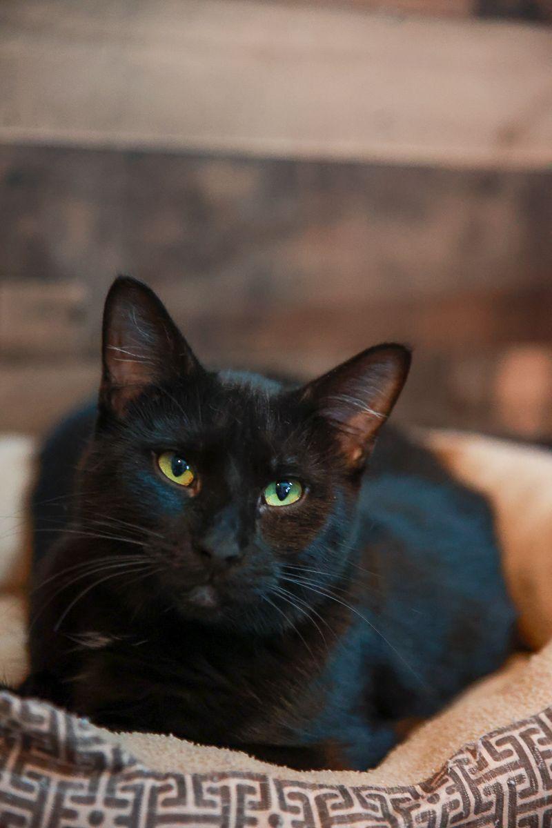 Enlarge Livvy, a Adoptable Domestic Short Hair in Loogootee, IN image 1/1