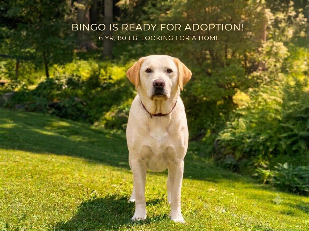 Bingo, adopted, Adult Male Yellow Labrador Retriever.