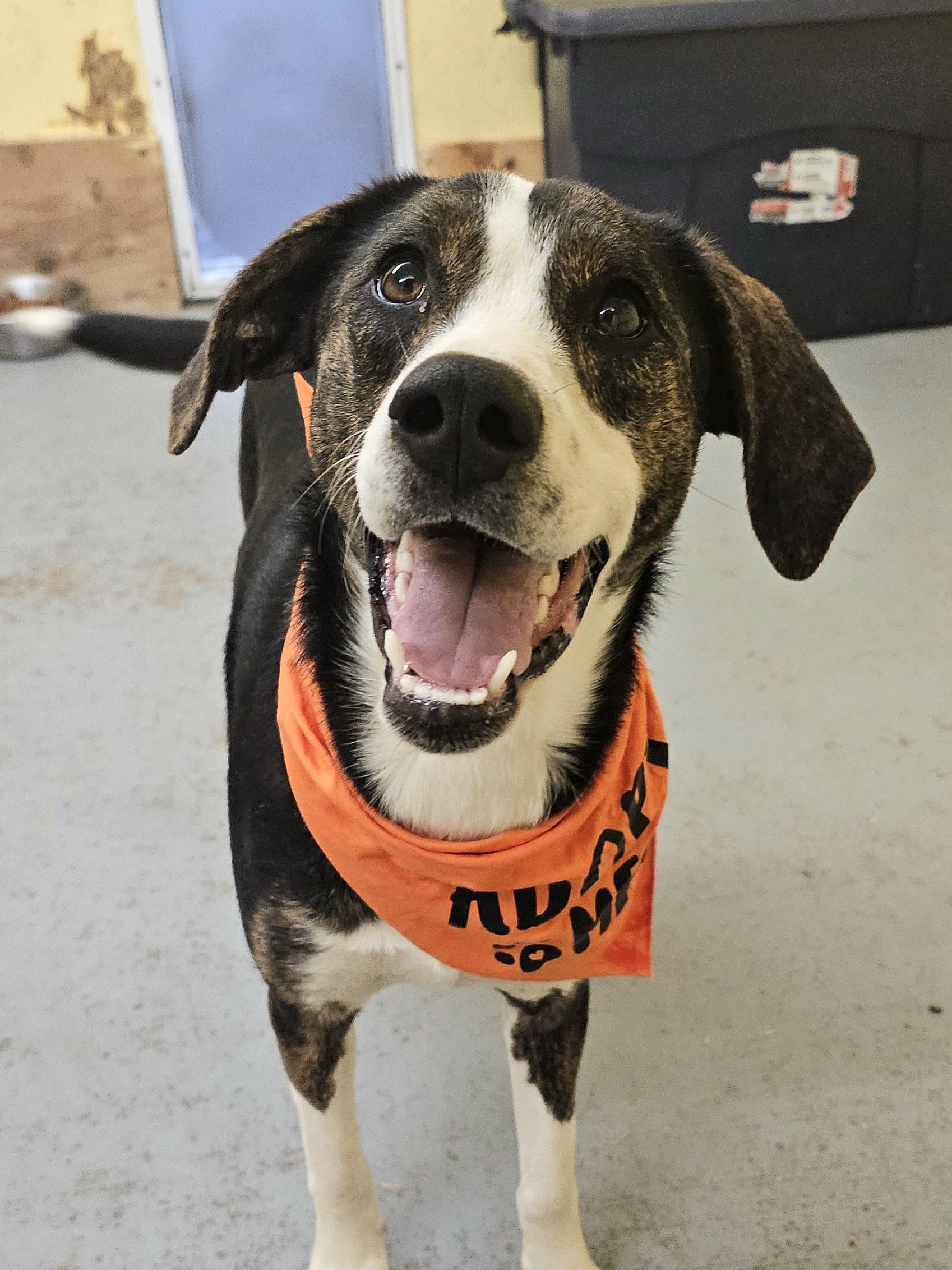 Enlarge Mallory, a Adoptable Mixed Breed in Talbott, TN image 1/5