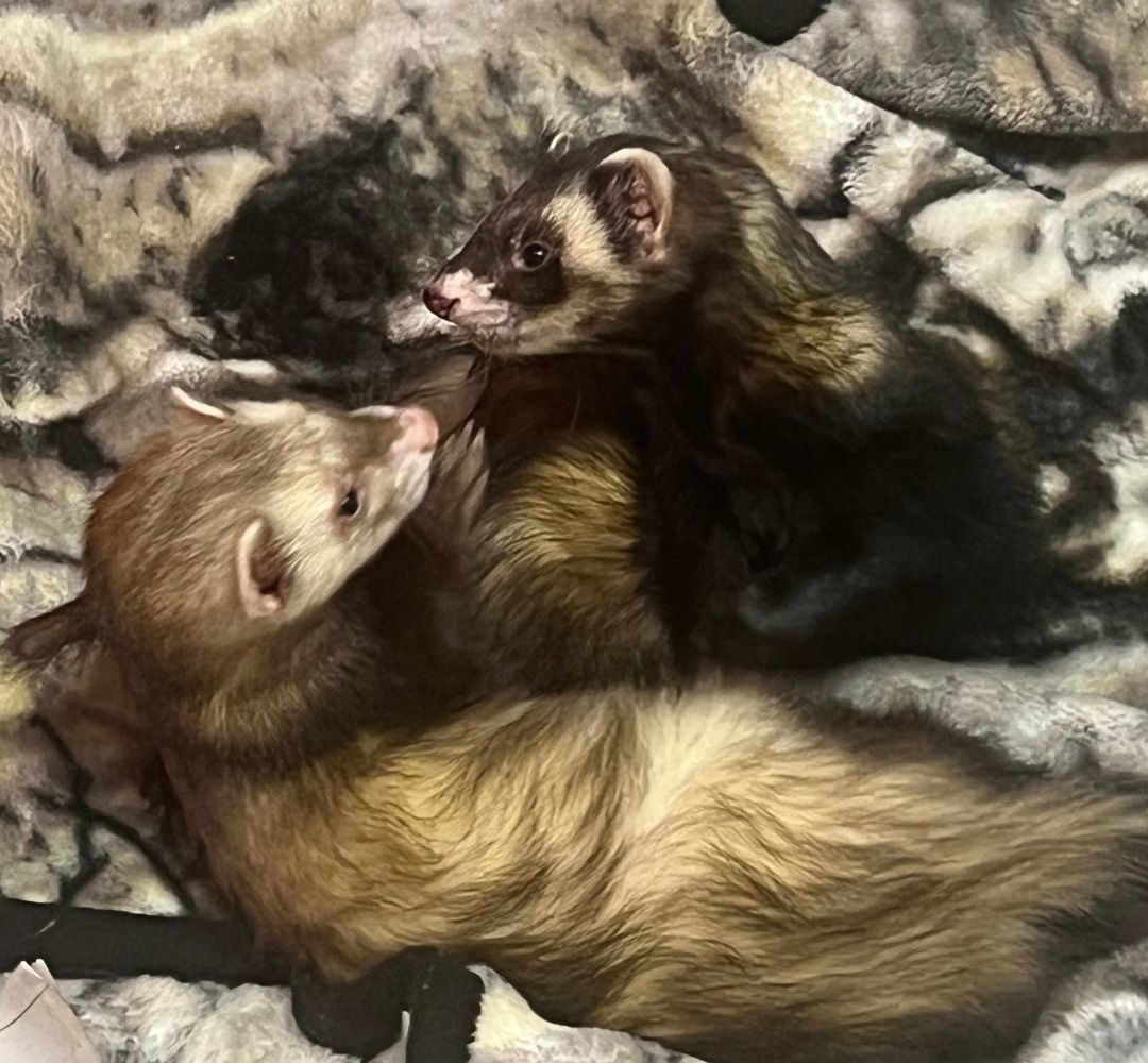 Ferret for adoption Loki and Sygn, a Ferret in Randolph, NJ Petfinder